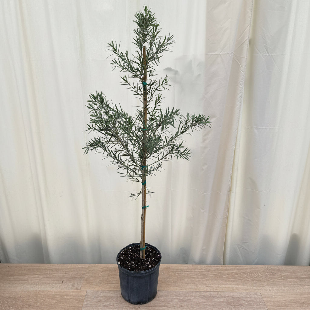 Young Callistemon &