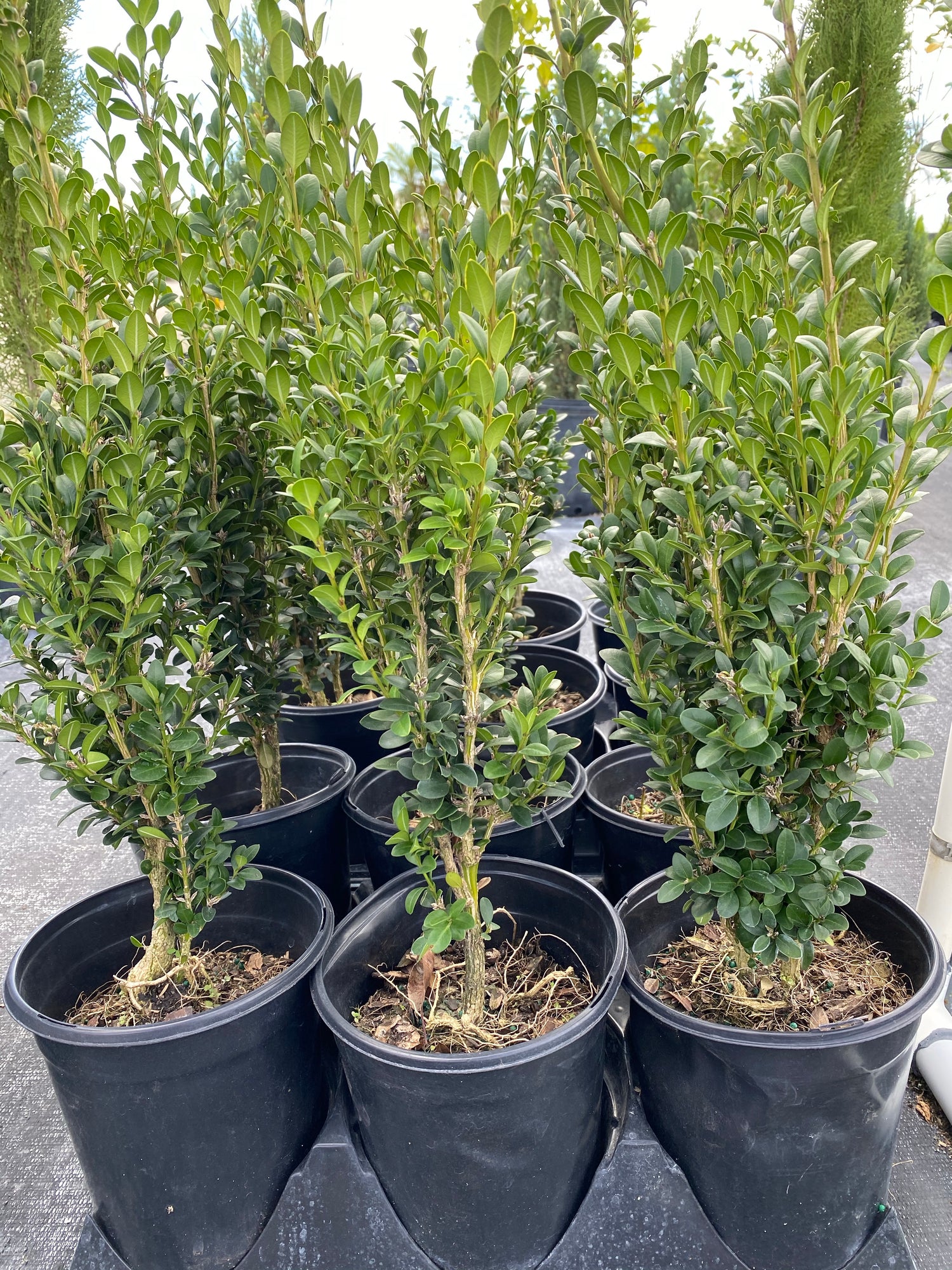 Green Mountain American Boxwood