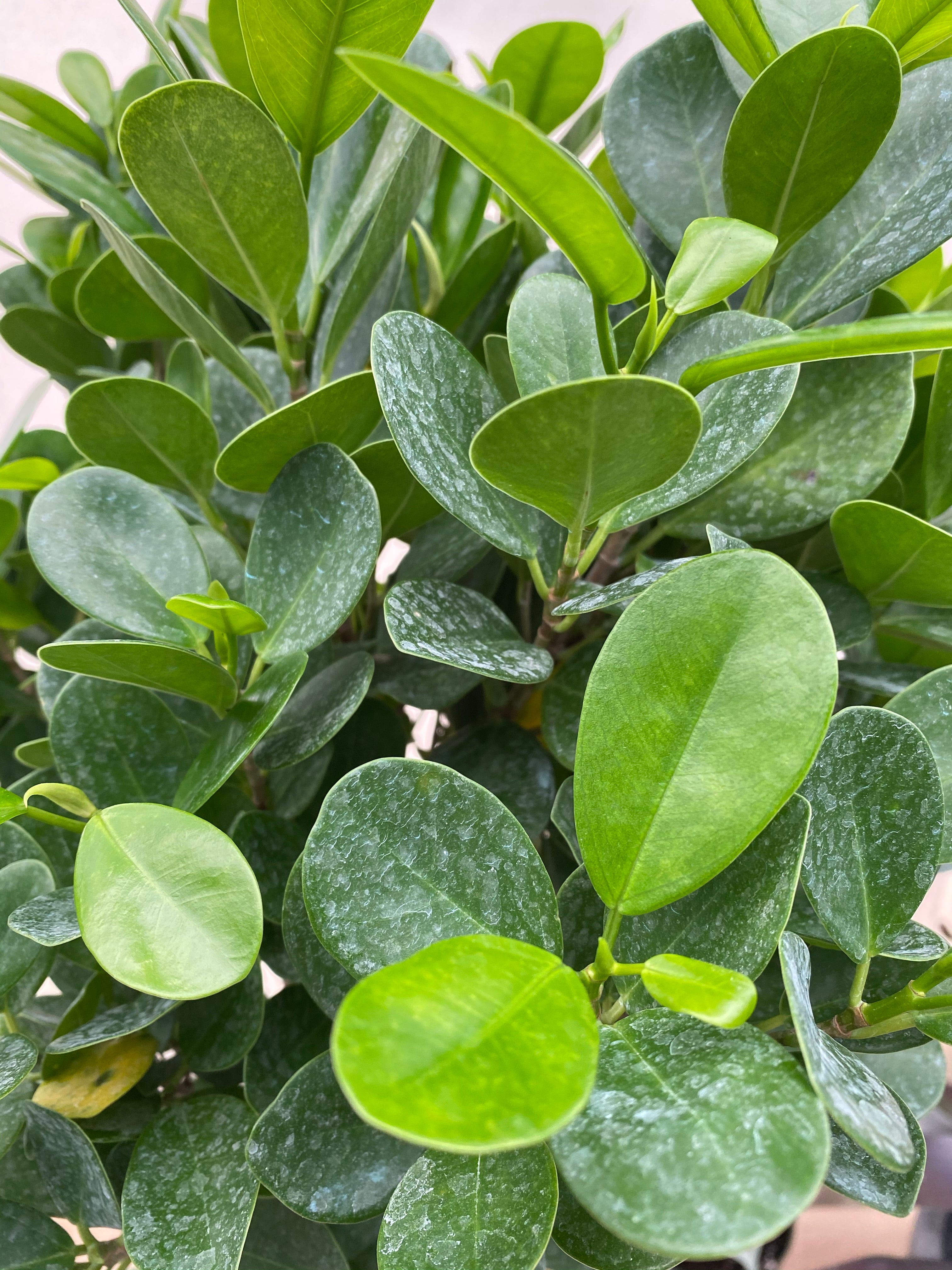 leaves of Braided Ficus Moclame Tree, Ficus Microcarpa Daniella