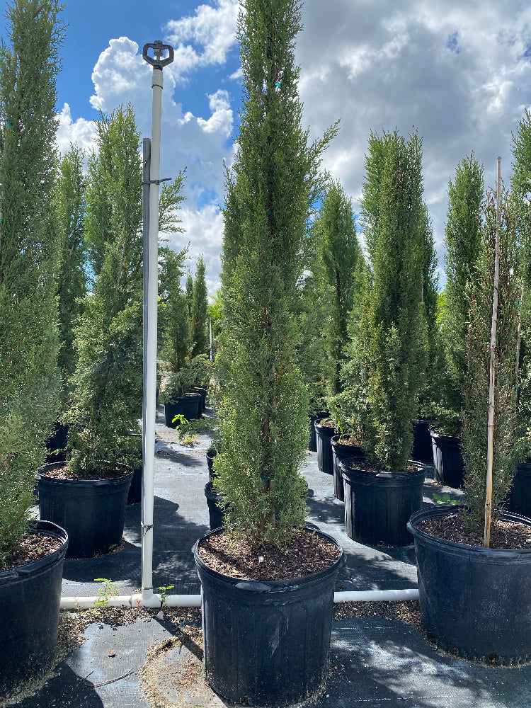 Large Size Italian Cypress, Mediterranean Cypress Planted in Nursery Pot 5gal