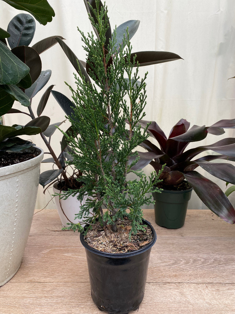 A small, potted Taylor Juniper Tree with dense green foliage.