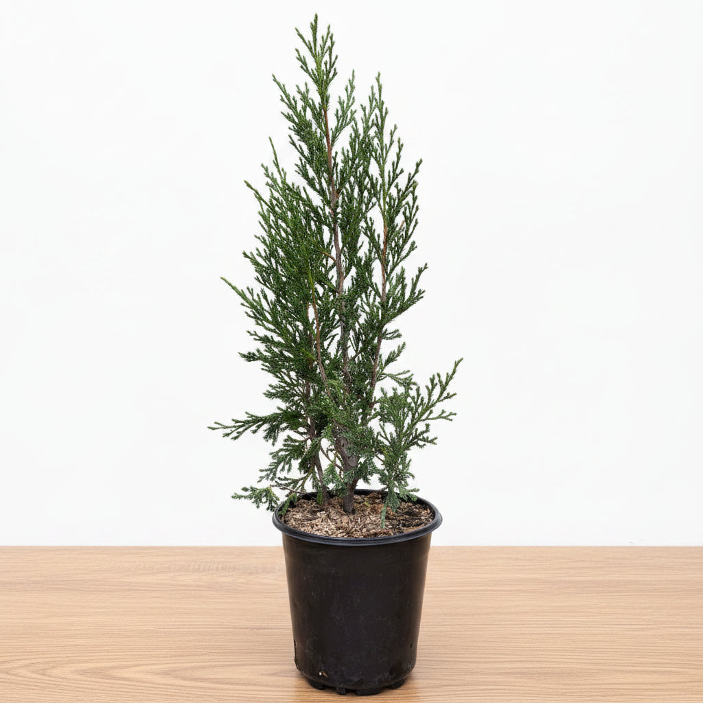 A small, potted Taylor Juniper Tree with dense green foliage.