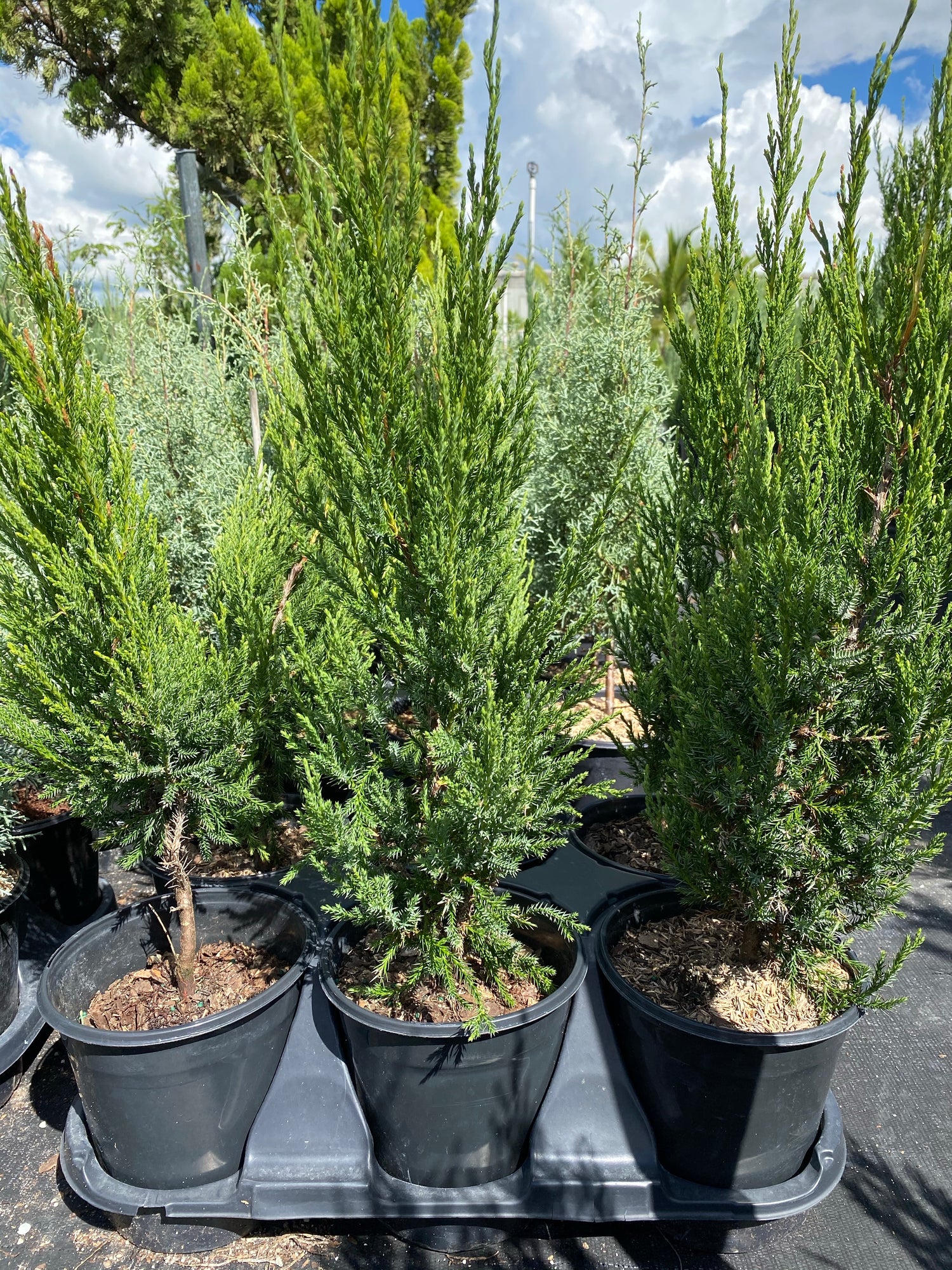 Brodie Southern Red Cedar Tree, Fast Growing Evergreen