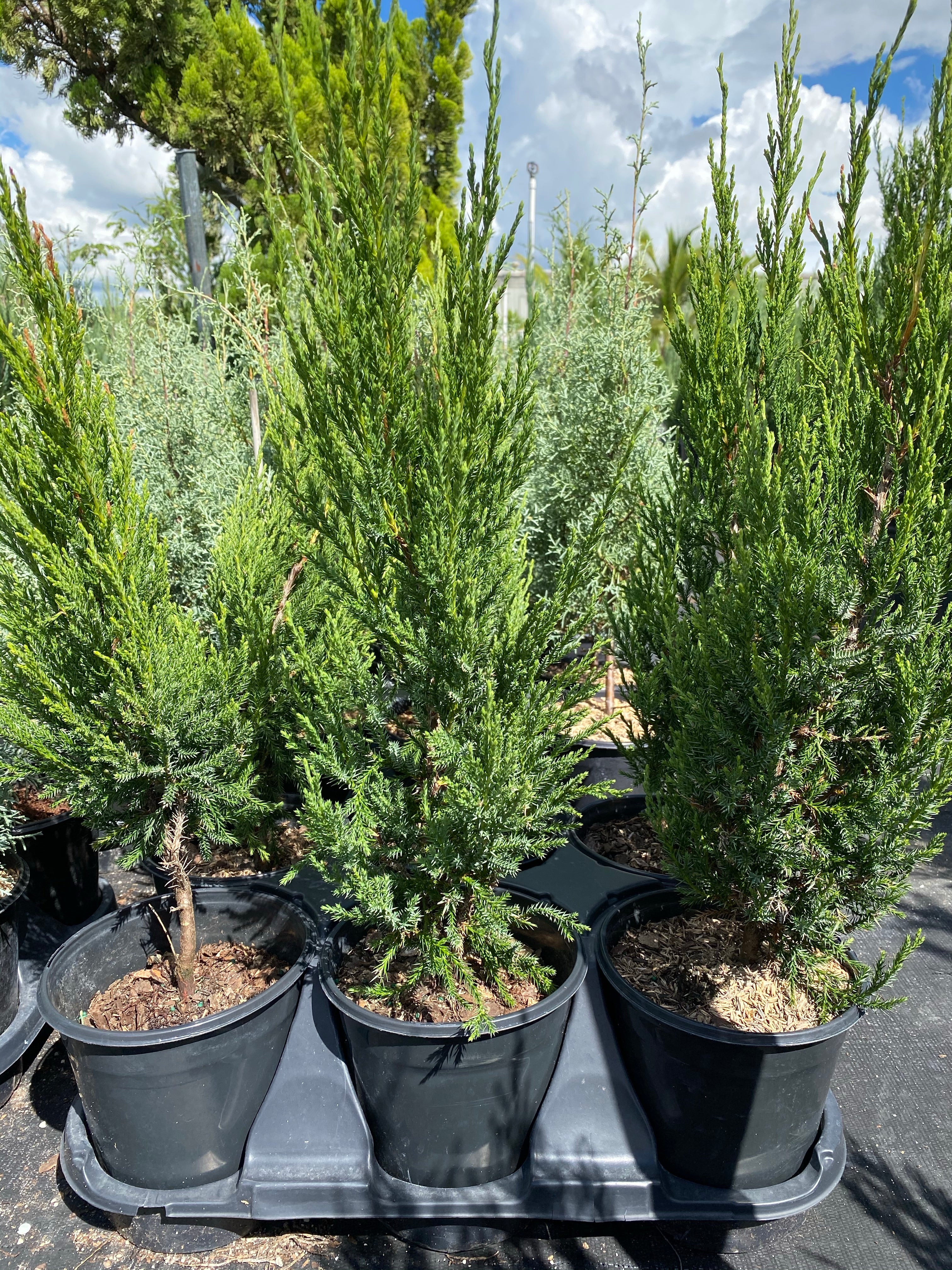 Brodie Southern Red Cedar Tree, Fast Growing Evergreen