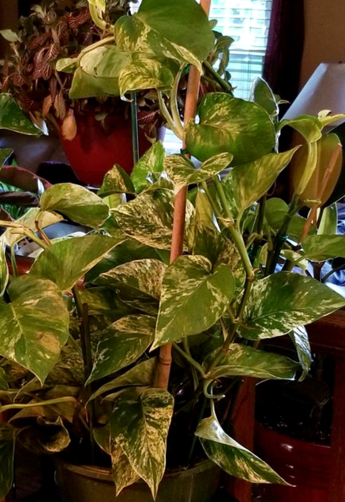 Pothos Marble Queen in Trellis, Stunning Variegated Vines in home