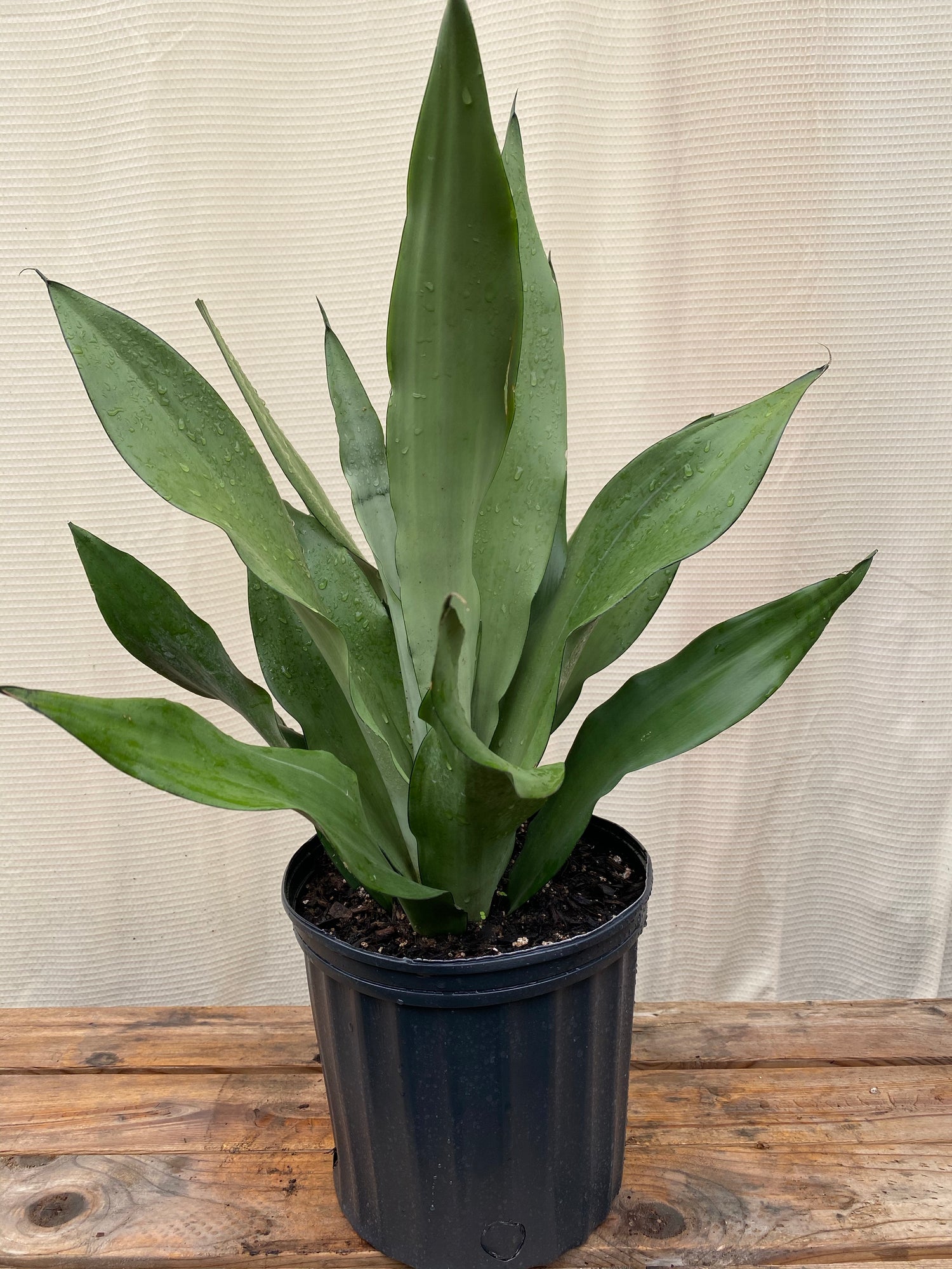 Sansevieria Moonshine Snake Plant
