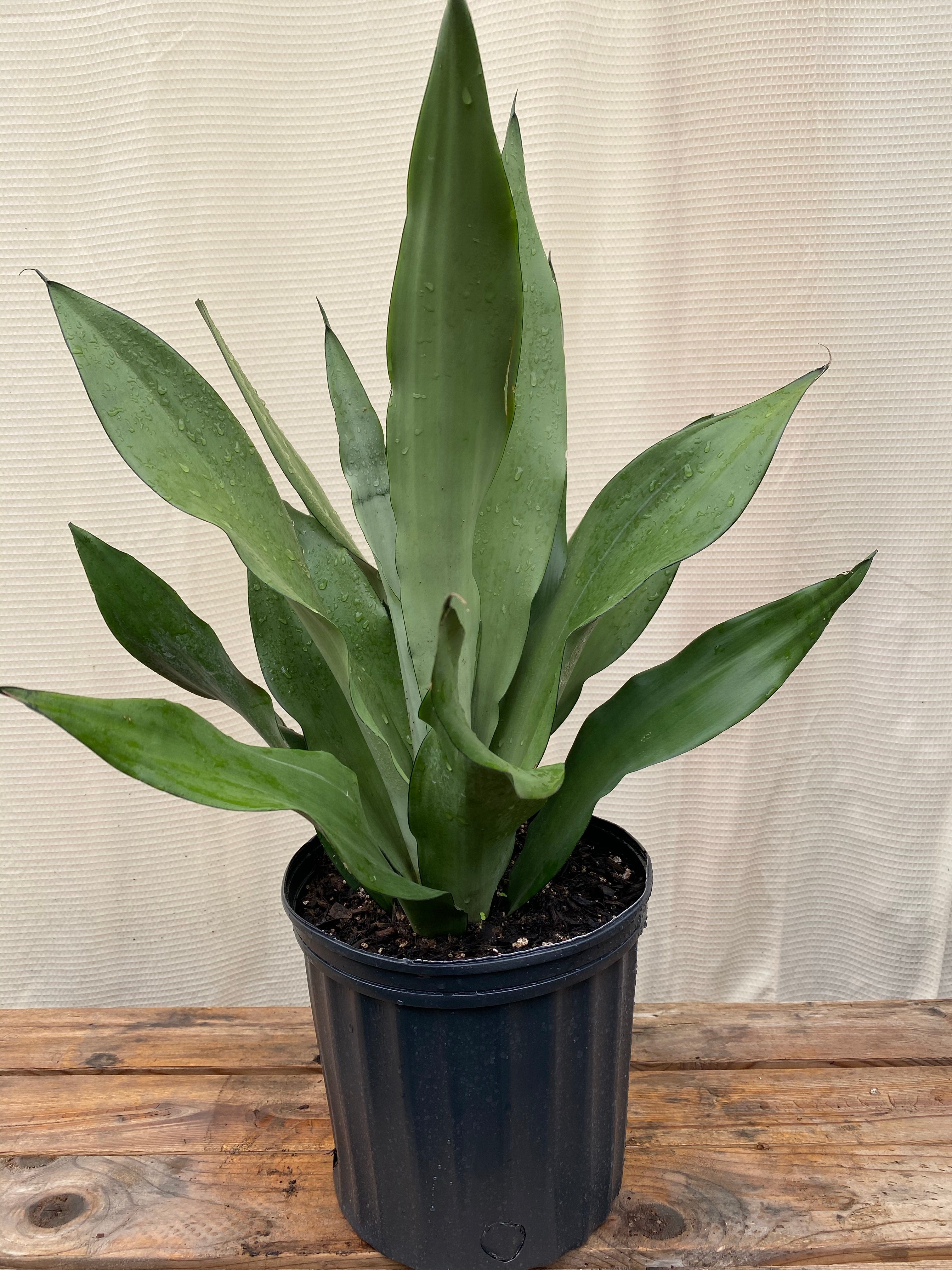 Sansevieria Moonshine Snake Plant