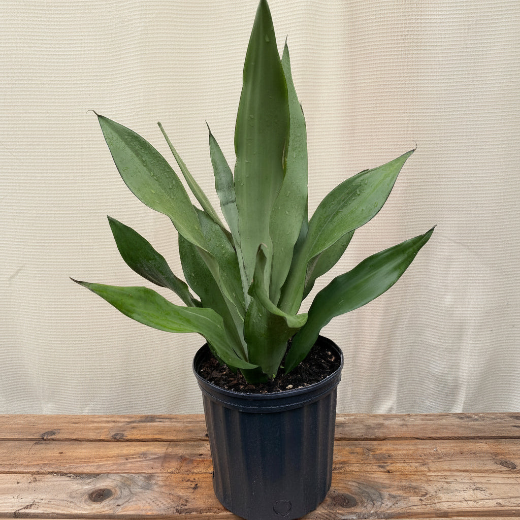 A potted Sansevieria Moonshine Snake Plant