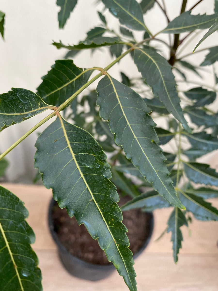 Young potted Neem tree (Indian Lilac) sapling in a black nursery pot.