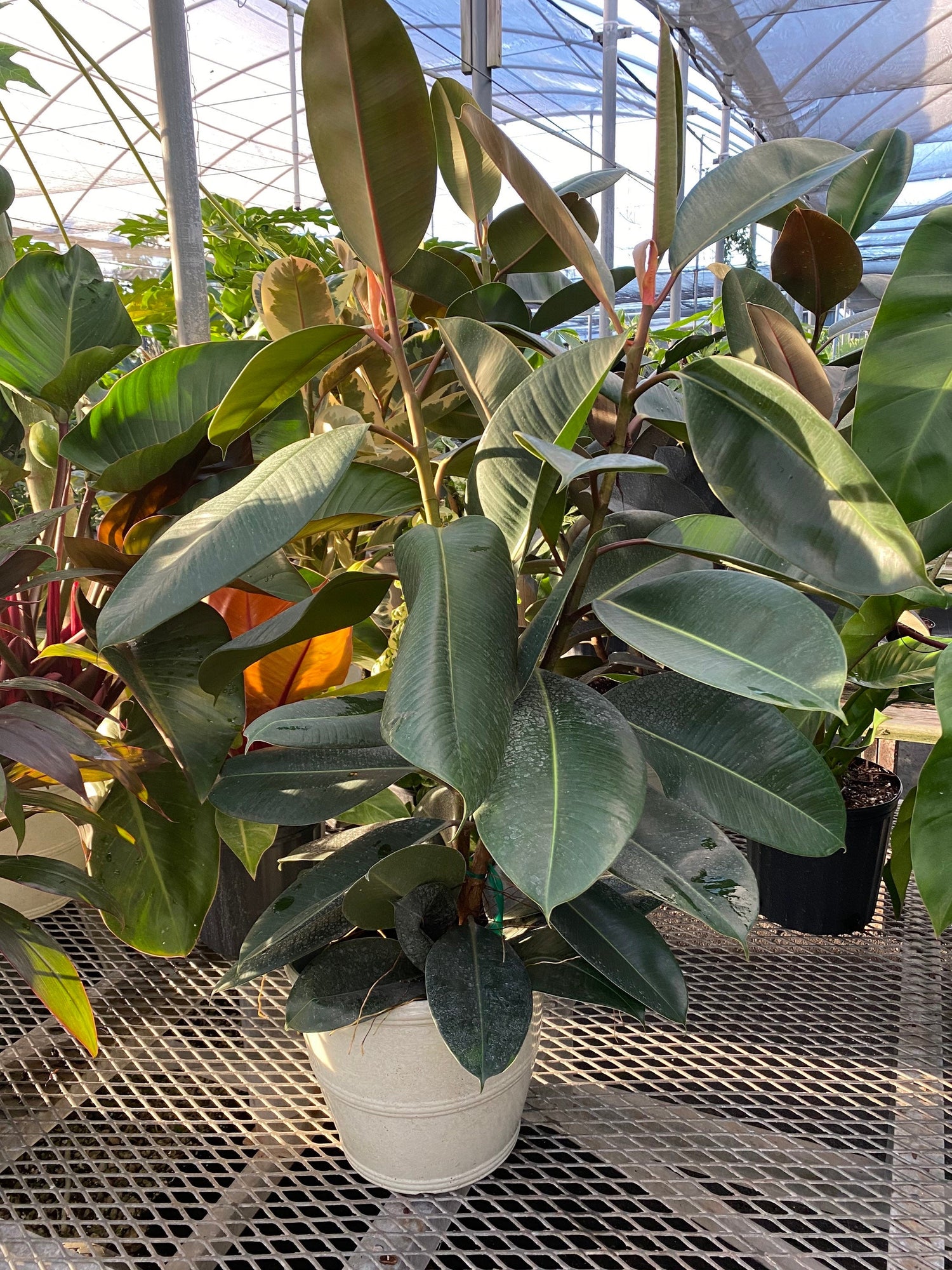 outside view of Ficus Elastica Melany Indian Green Rubber Tree
