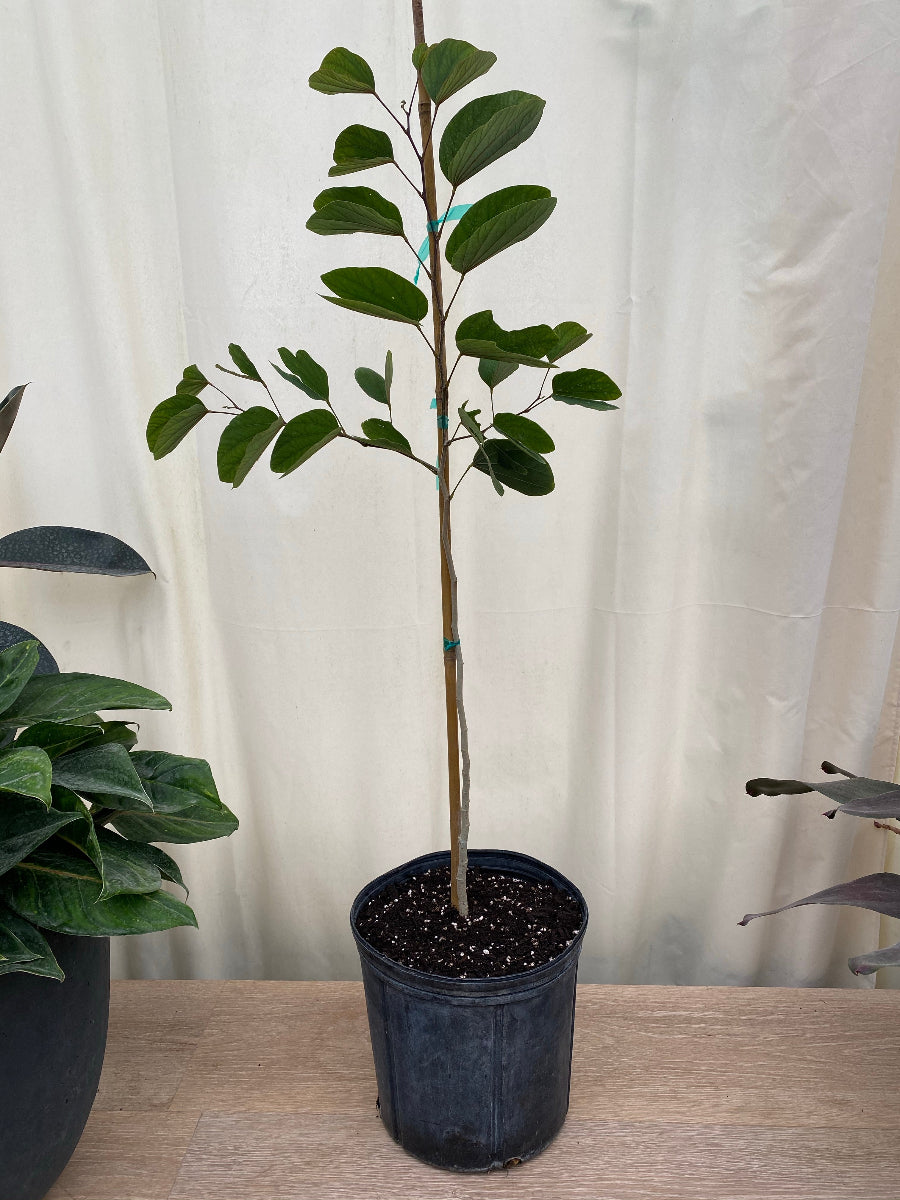 A young Hong Kong Orchid tree sapling featuring its signature green leaves, growing in a black nursery pot
