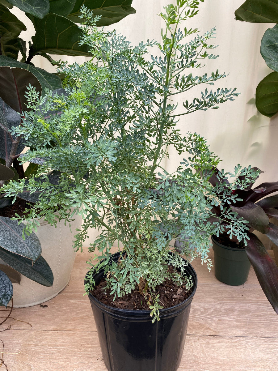 Potted Ruda Plant (Mexican Rue Herb) in a black grower pot.