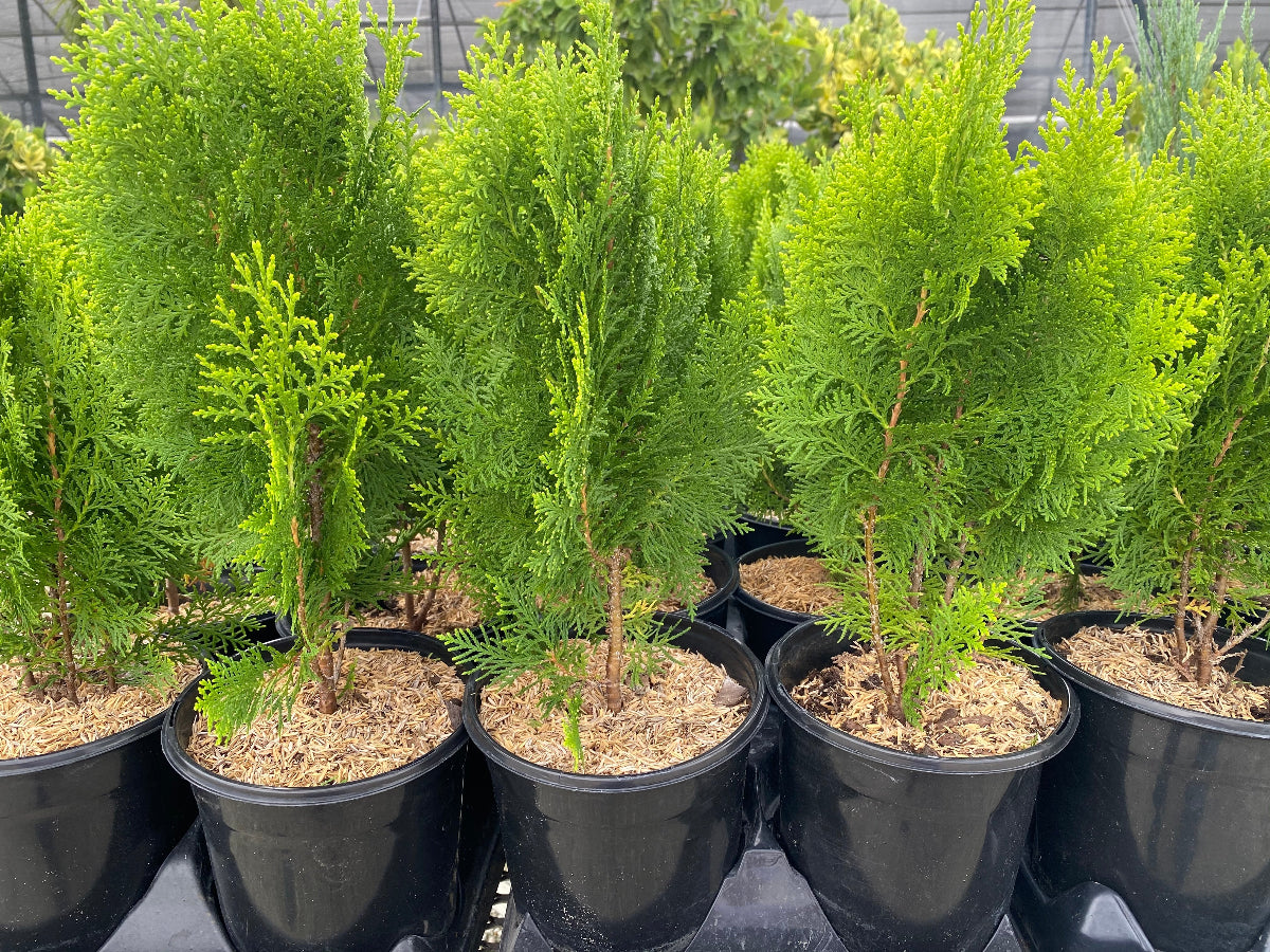 A row of potted Berckman&