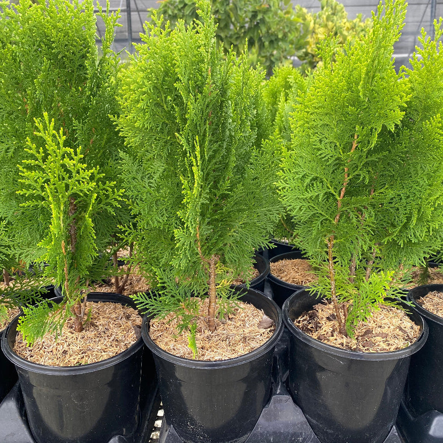 A row of potted Berckman&