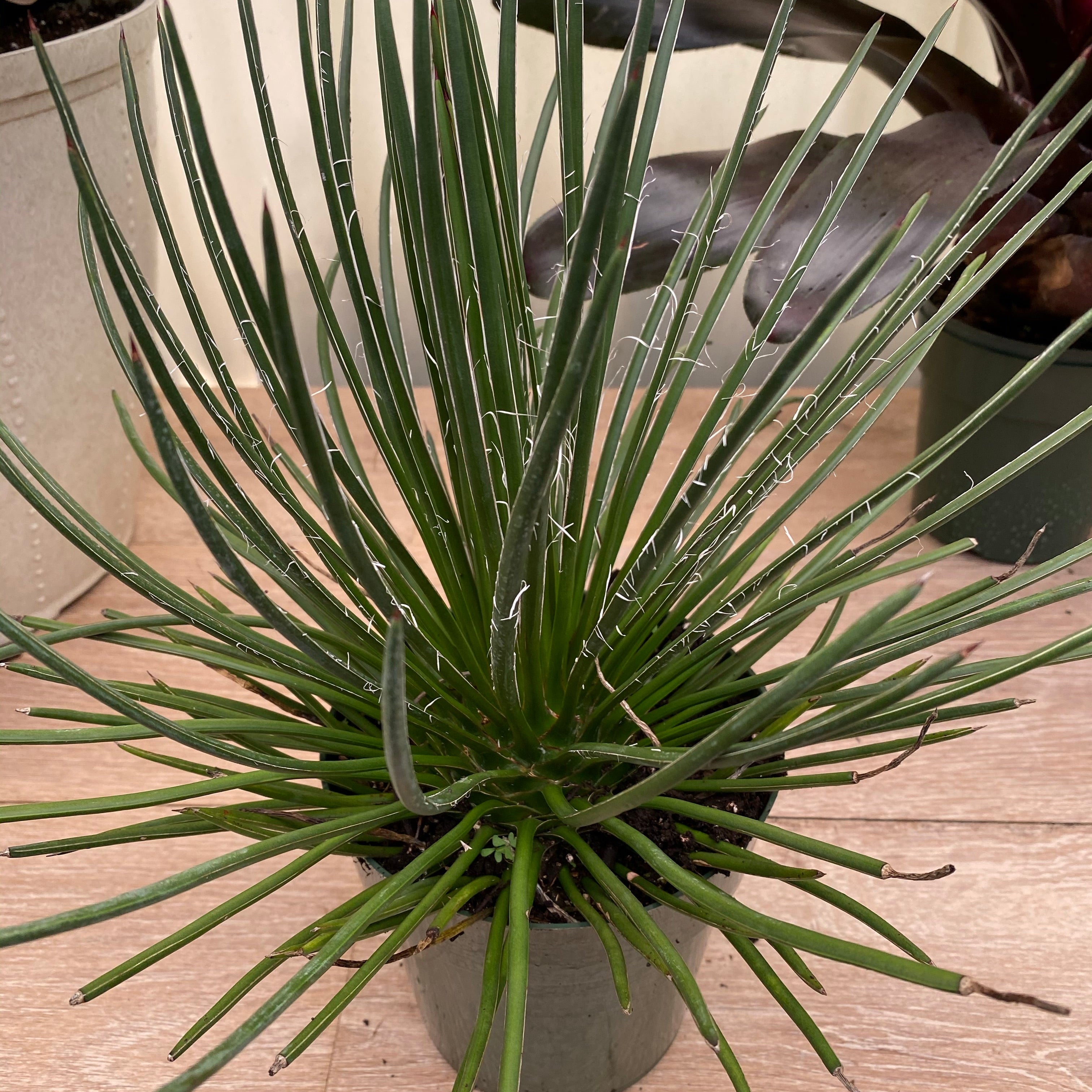 A compact Agave Geminiflora plant with needle-like leaves and copper tips, forming a neat globe shape. 1gal Nursery Pot 1-2ft High.