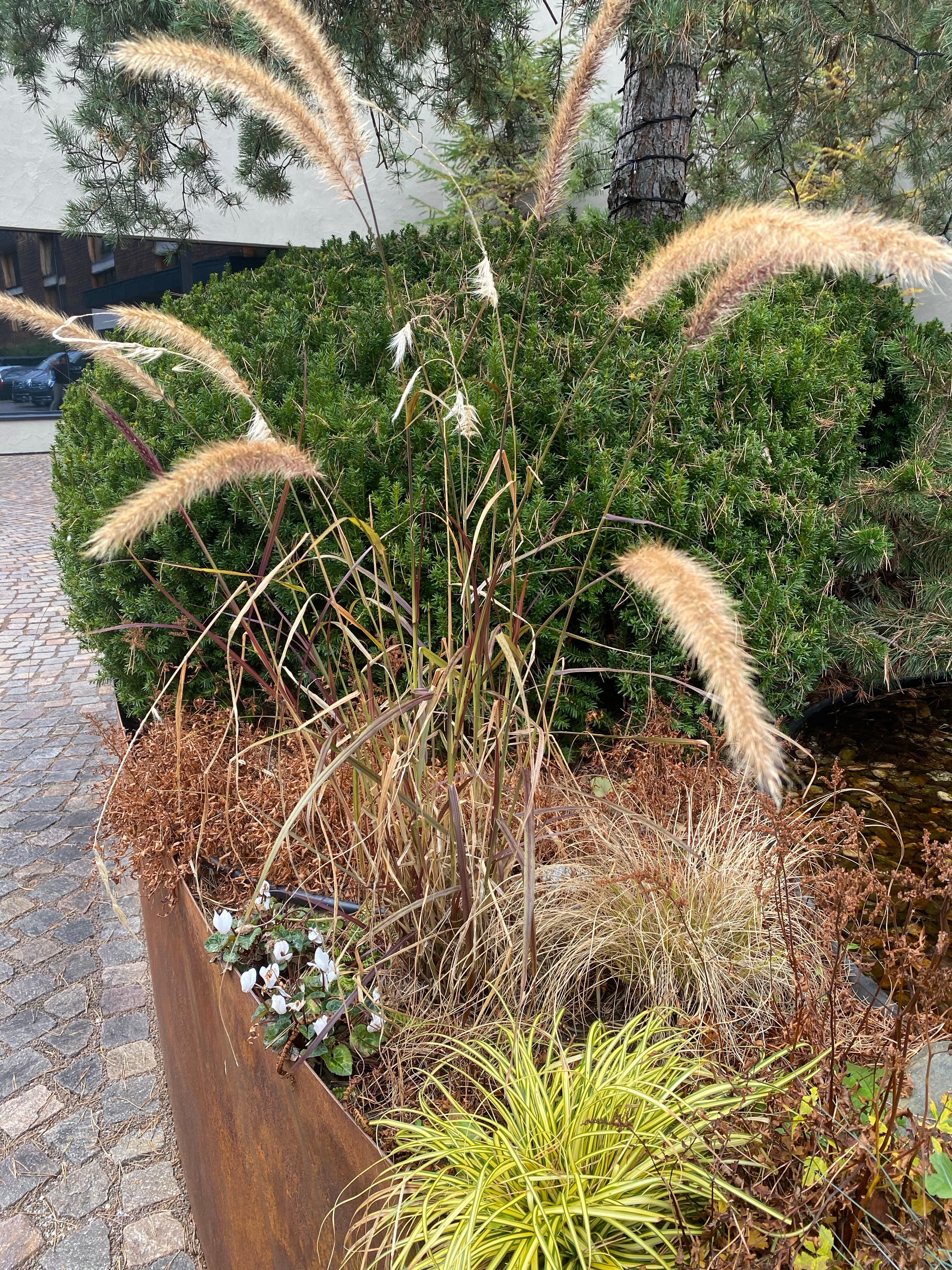 Red Fountain Grass