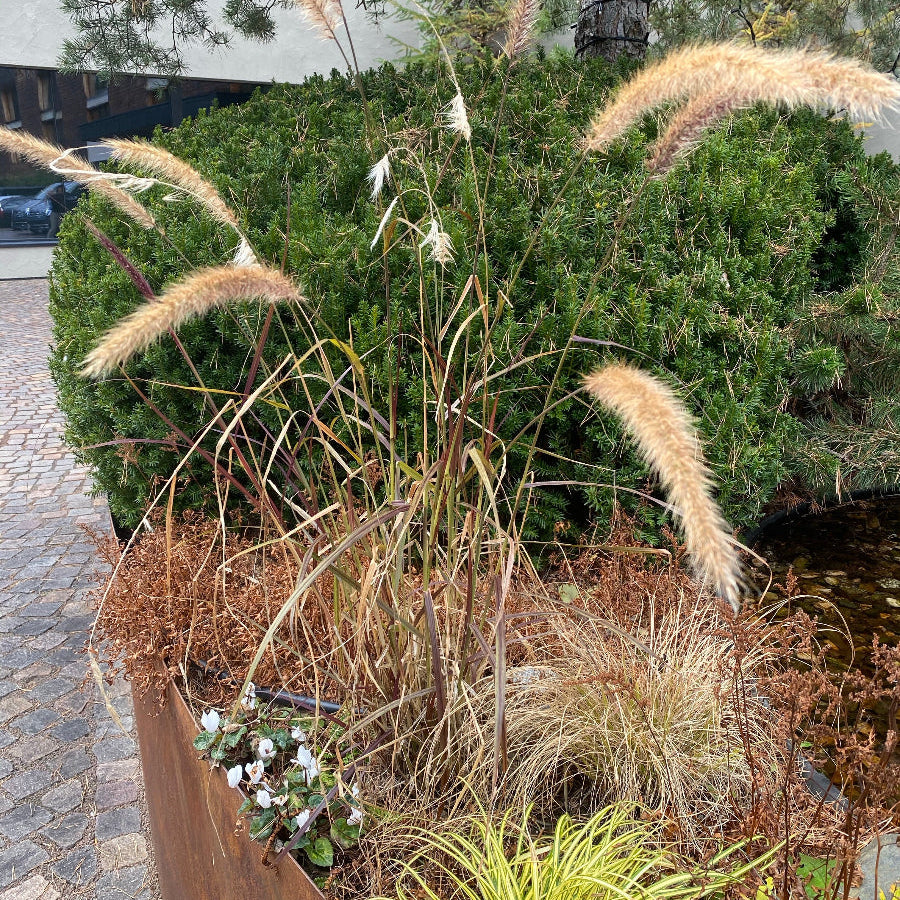 Red fountain grass Pennisetum setaceum Rubrum Row of purple grasses along a paved path with palm trees in the background