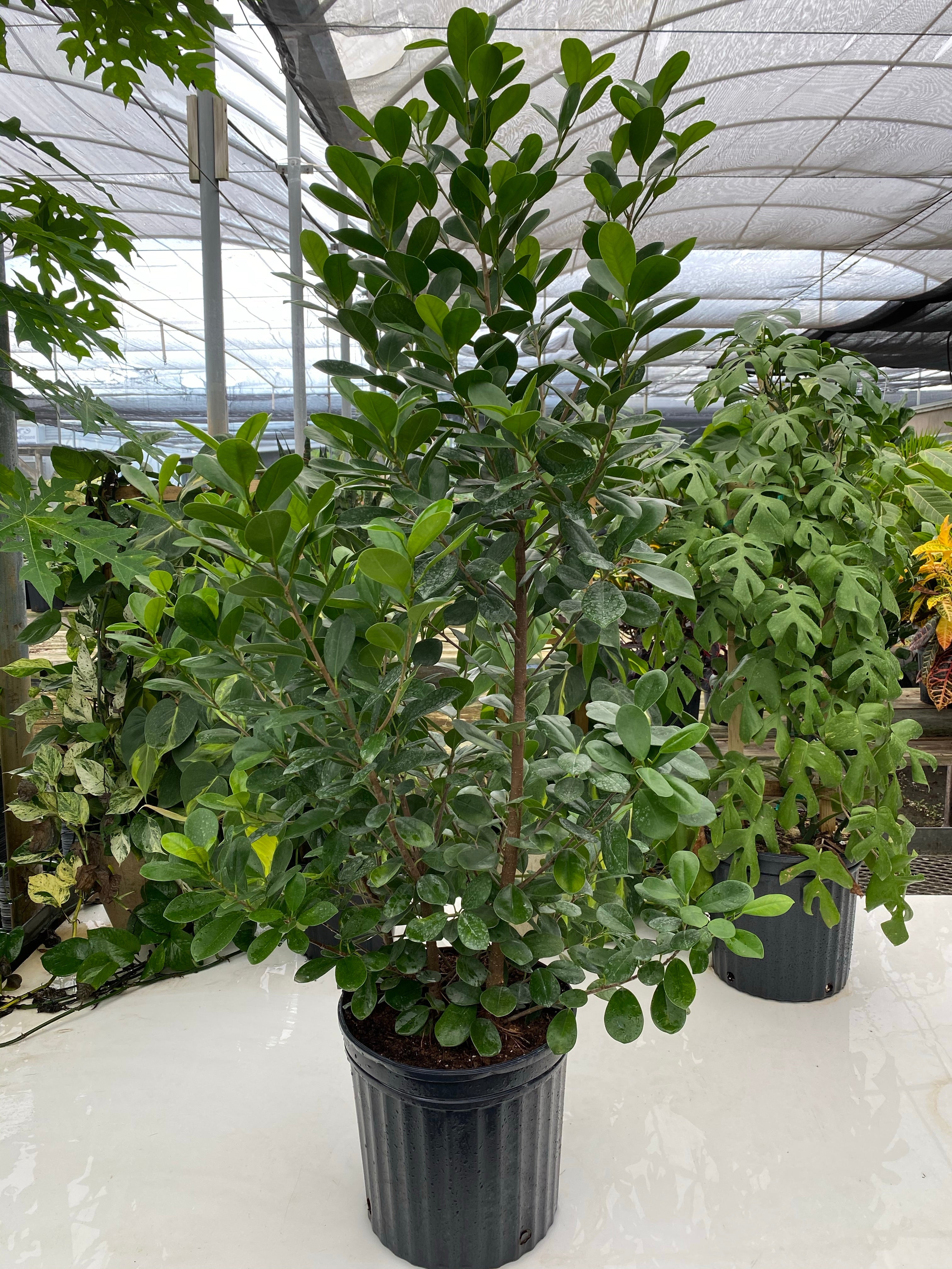 leaves of Ficus Green Island, Ficus Microcarpa