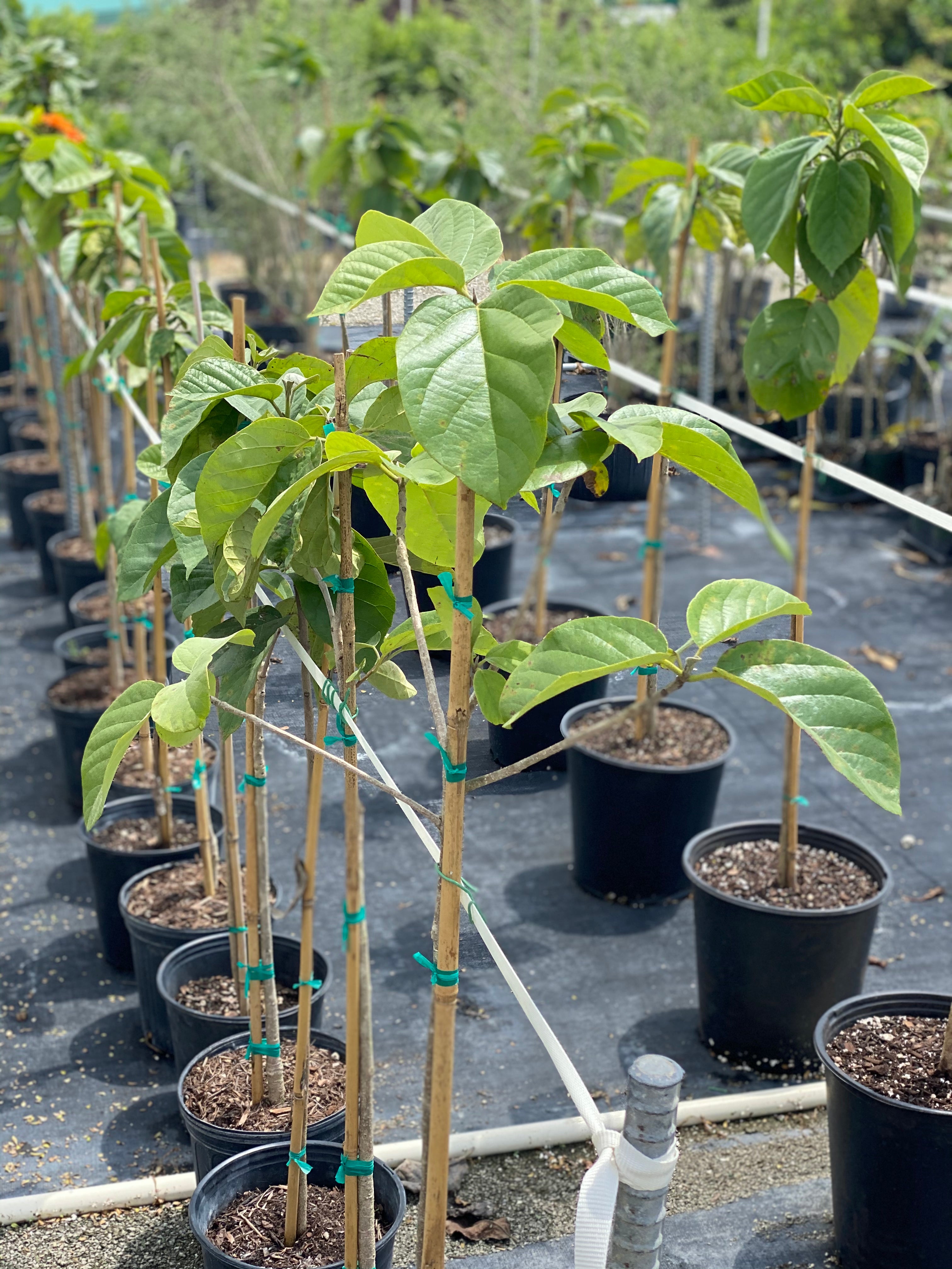 Orange Geiger Tree, Cordia sebestena