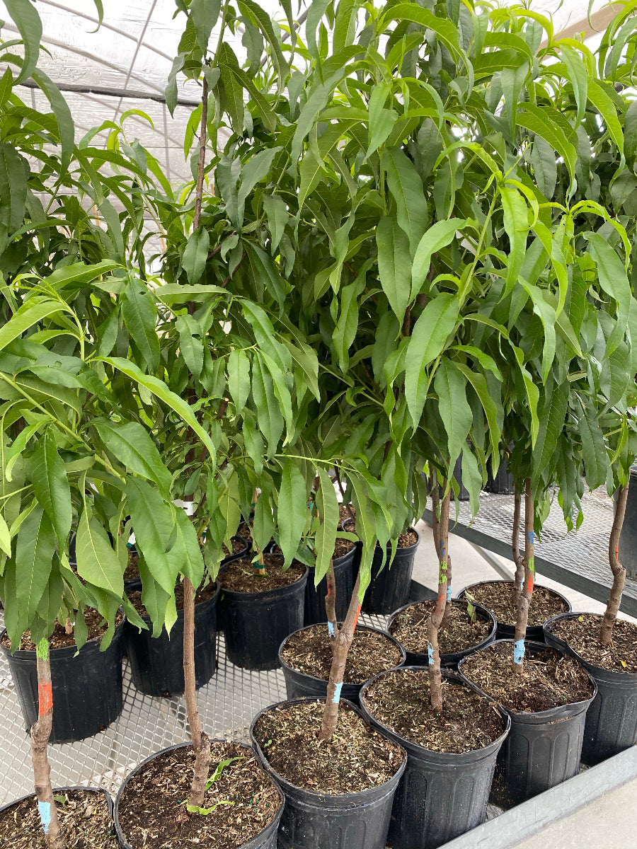 A row of young FlordaGrande Peach trees featuring lush green foliage and thin trunks, growing in black nursery pots