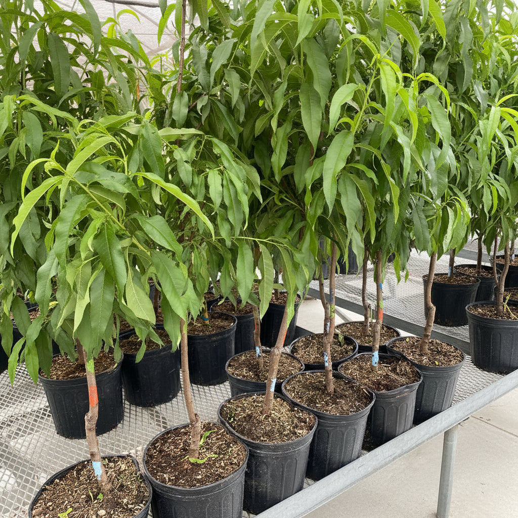 A row of young FlordaGrande Peach trees featuring lush green foliage and thin trunks, growing in black nursery pots