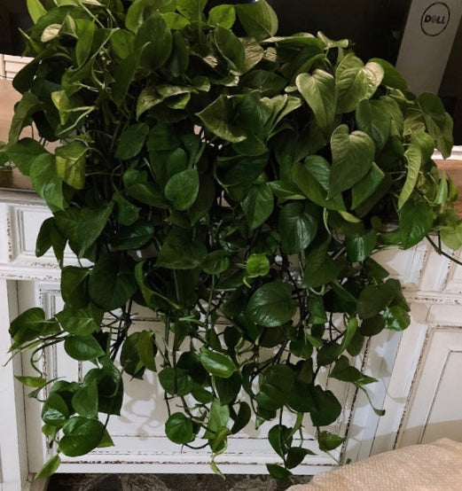 leaves of Jade Pothos in Hanging Basket, Epipremnum Aureum Jade