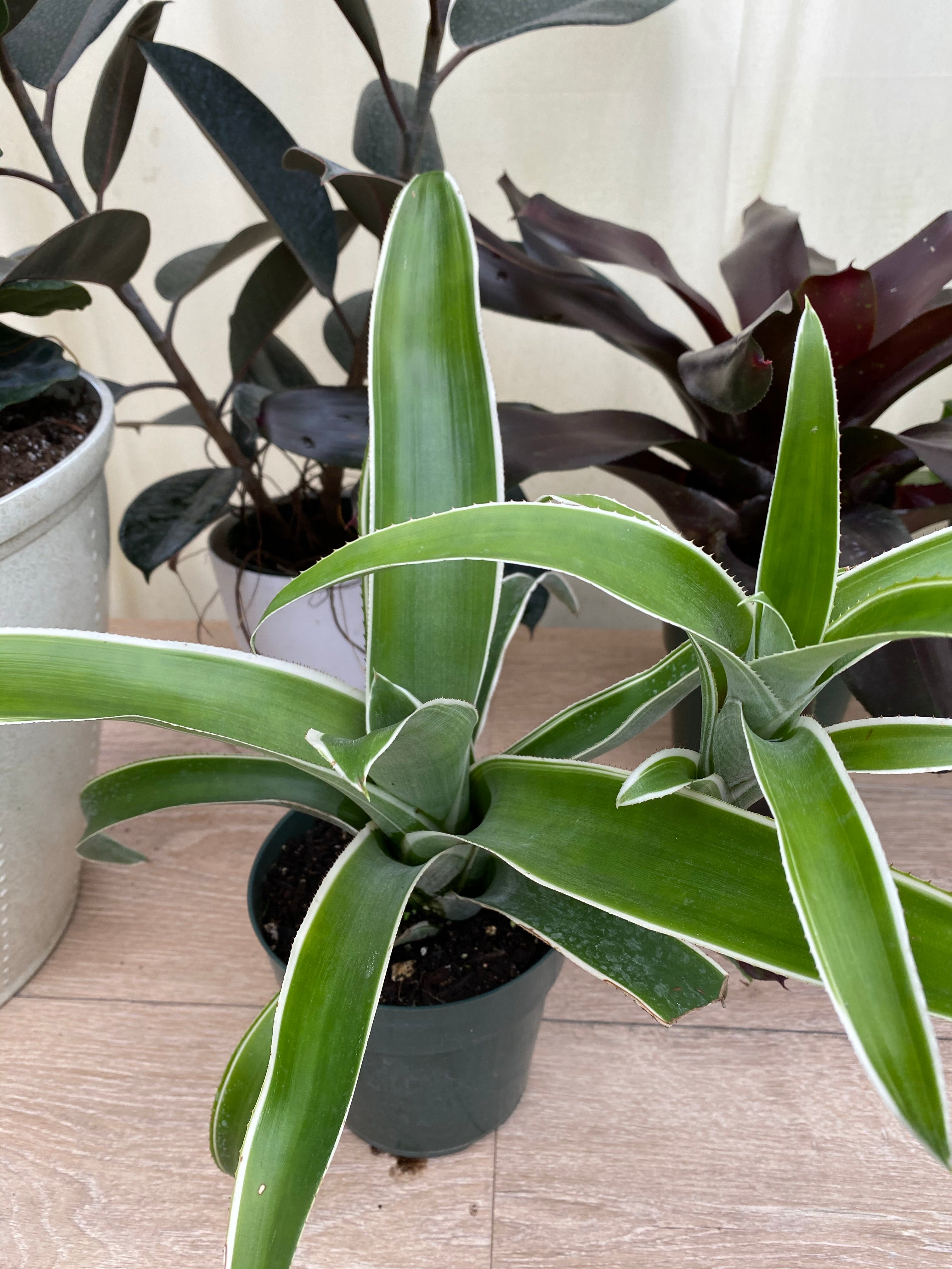 Bromeliad, Aechmea Green white edges