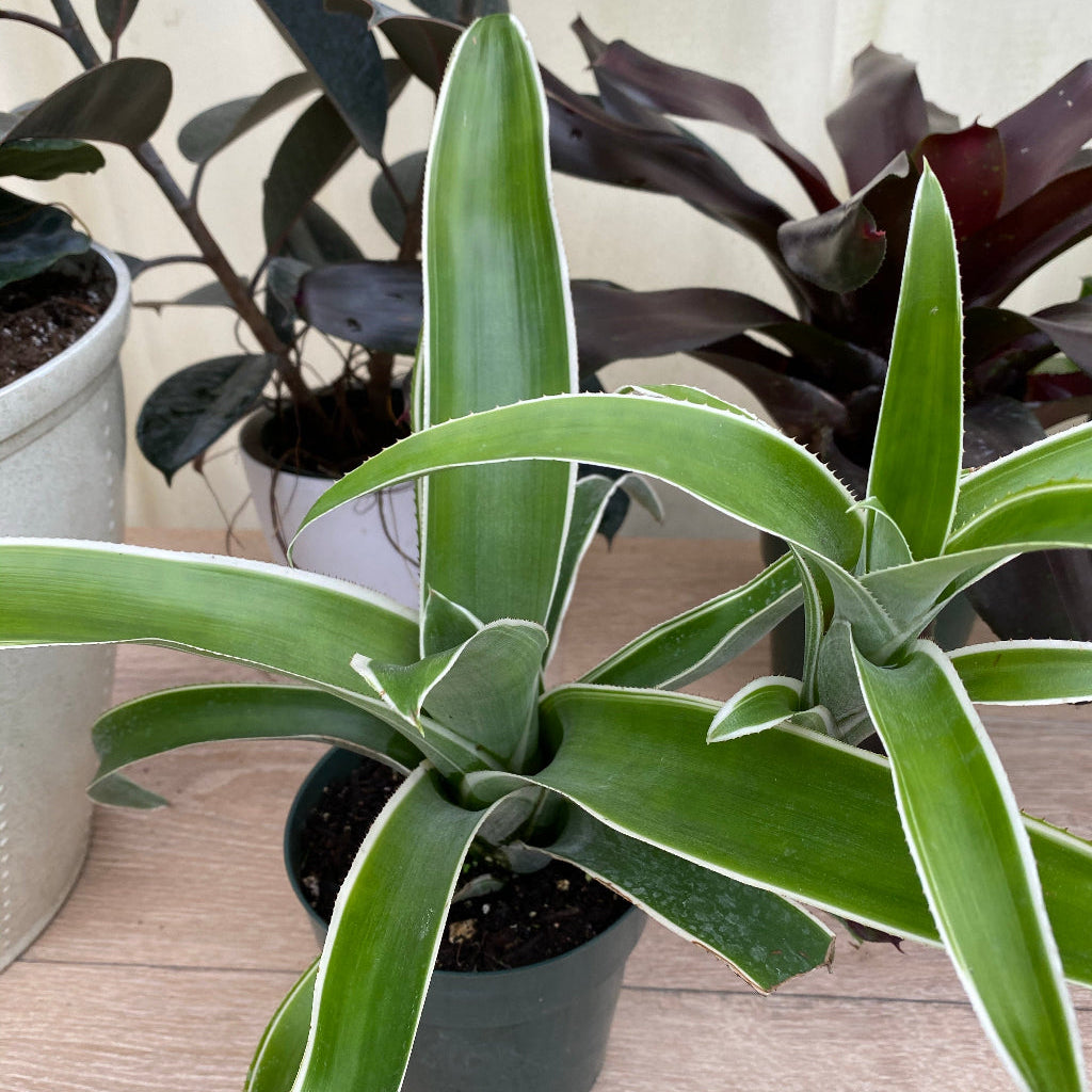 Bromeliad Aechmea Potted plant with long green leaves on a wooden surface