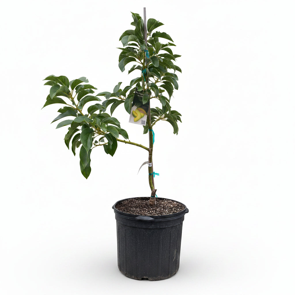 A young, potted Donnie Avocado Fruit Tree (Persea Americana)