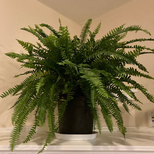 closeup view of Boston Fern in Hanging Basket Extra Large in a pot