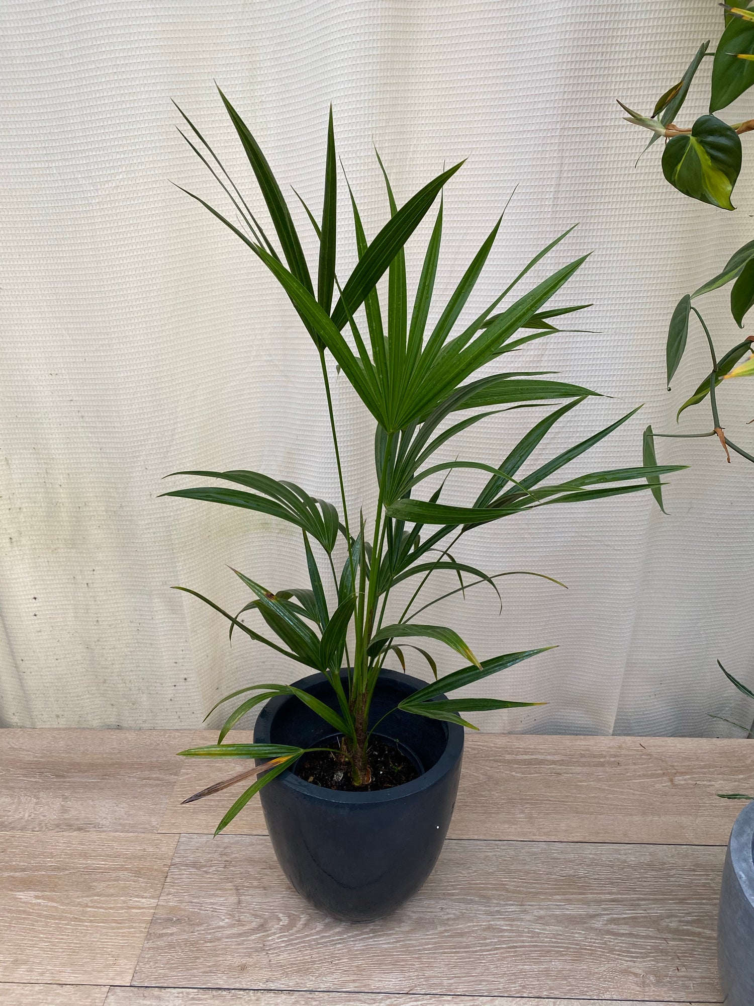 Florida Thatch Palm, Rare and Exotic in pot