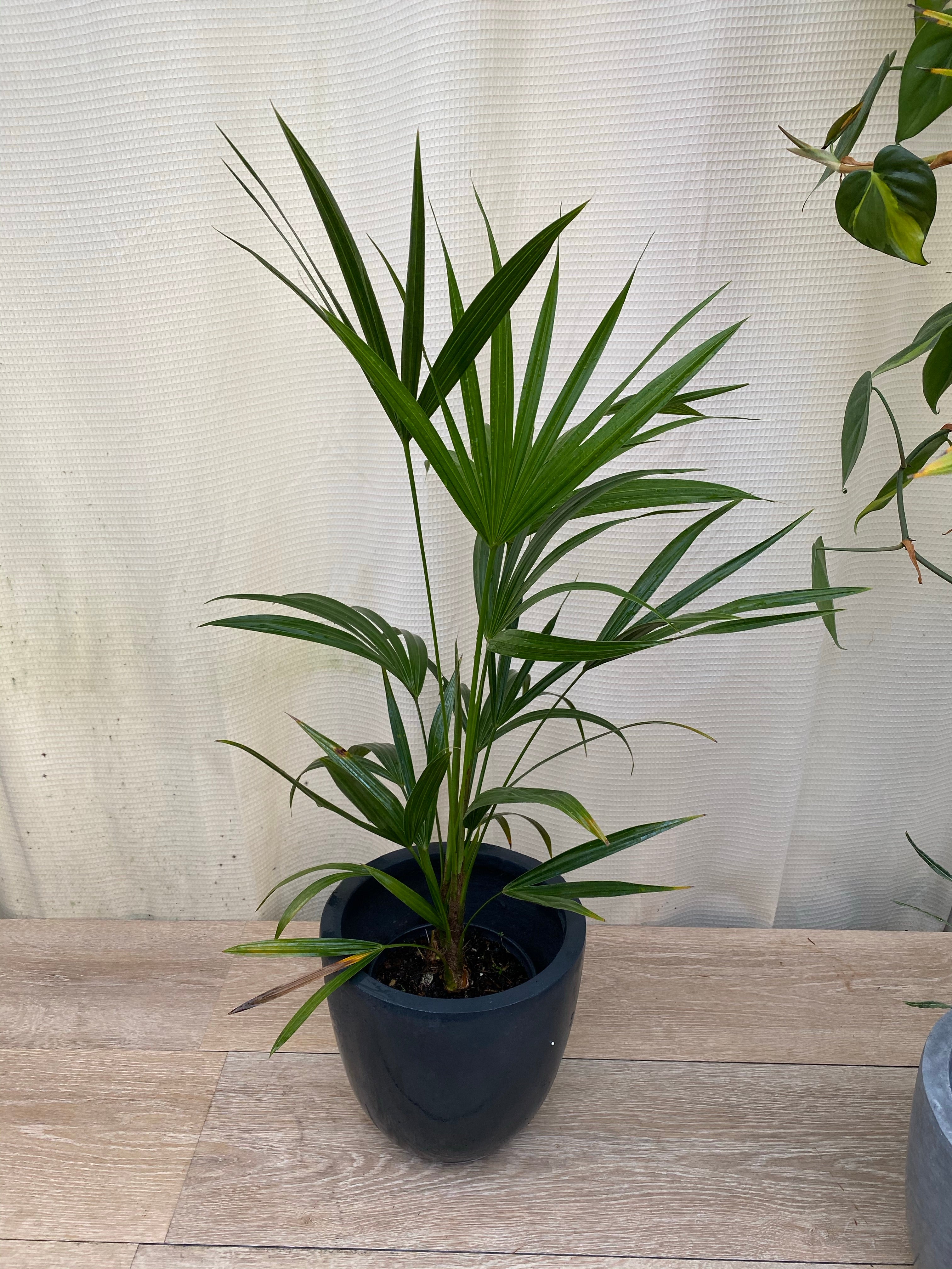 Florida Thatch Palm, Rare and Exotic in pot