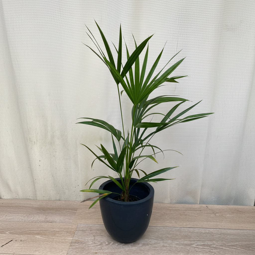 Florida Thatch Palm, Rare and Exotic in pot