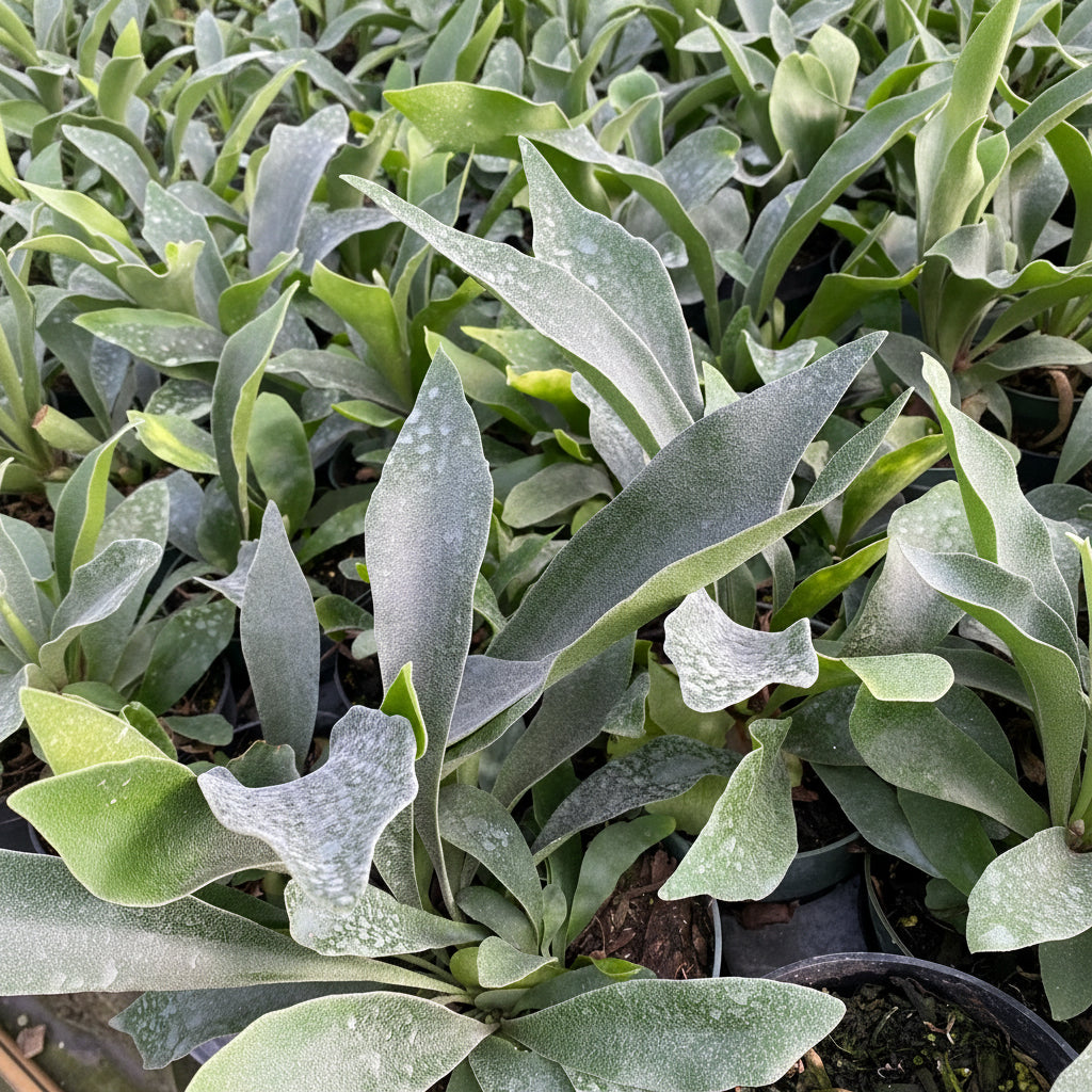 upper view of Staghorn Fern, Platycerium Bifurcatum Netherlands