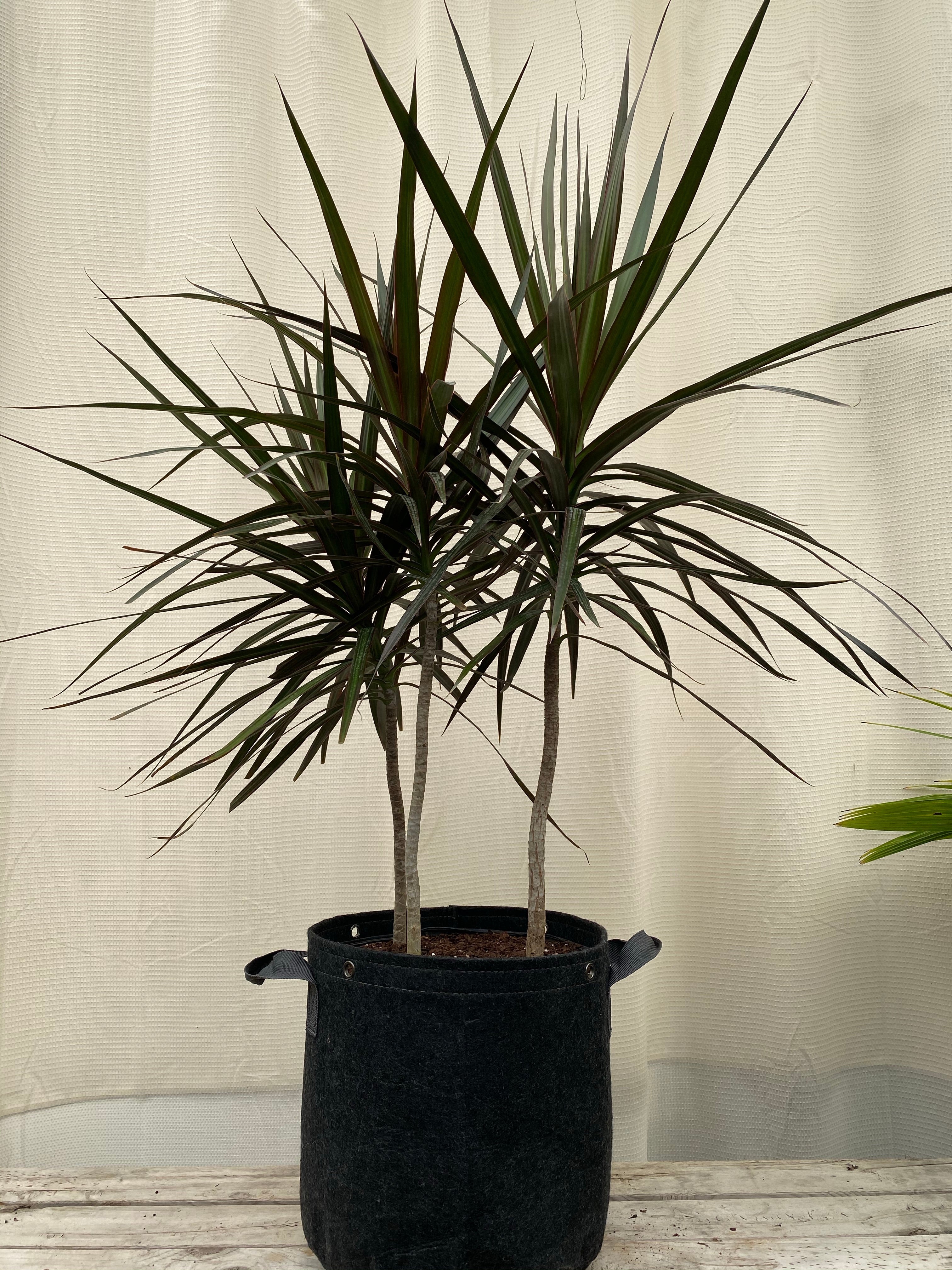 Dracaena Dragon Tree, Magenta Tree Form in black pot