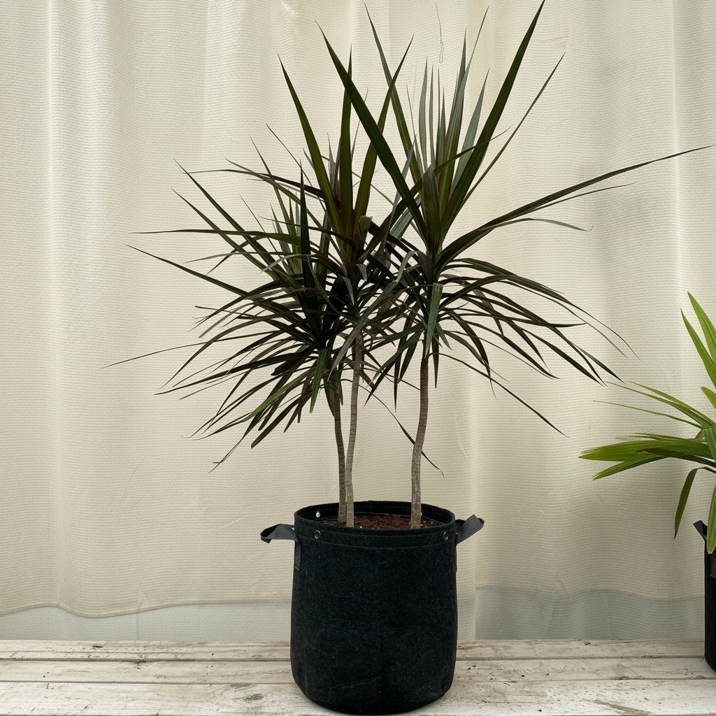 Young Dracaena Dragon Tree Green Bush in a 2-gallon nursery pot for outdoor use to amplify patio corners or garden spaces.