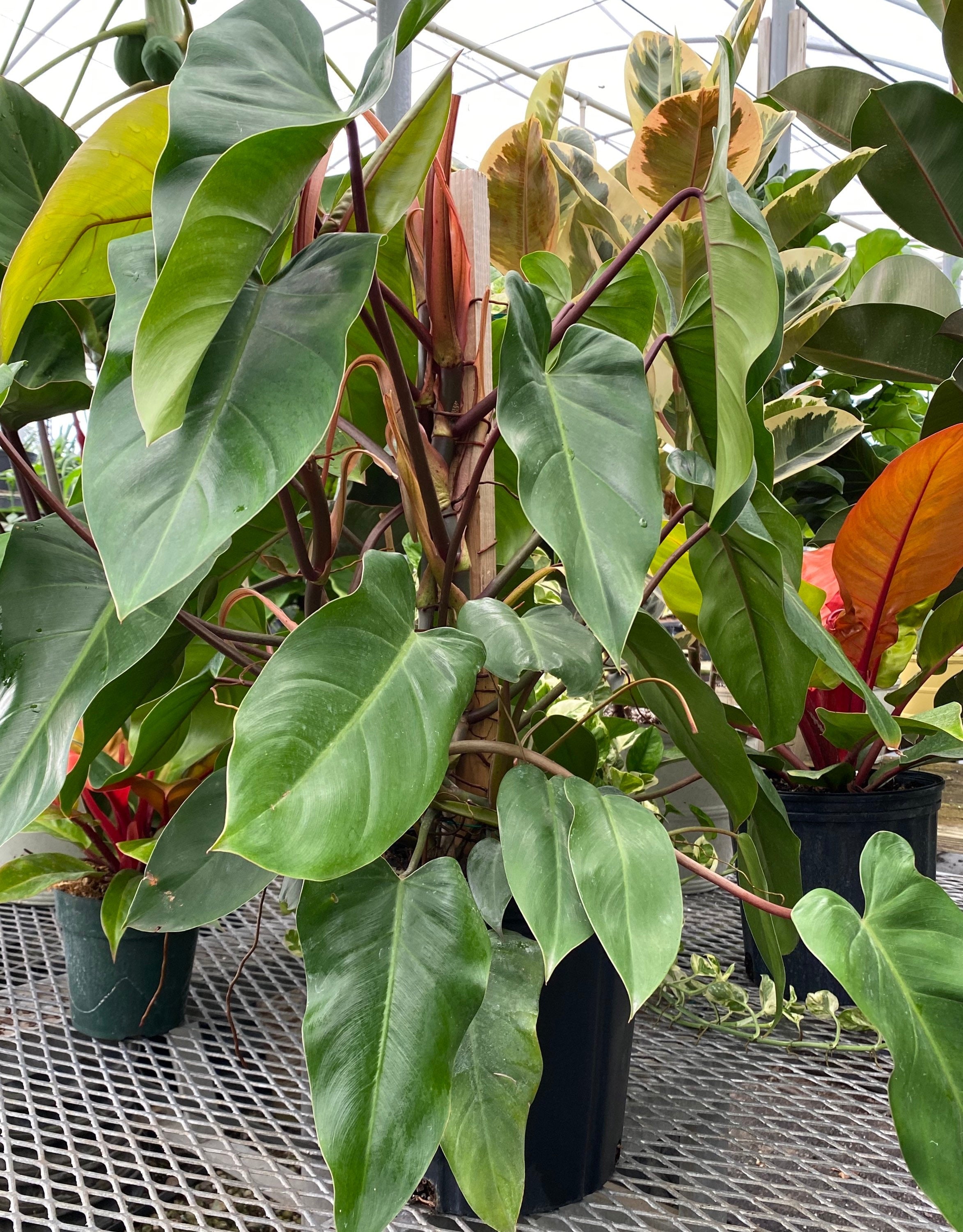 Buy Philodendron Emerald Red in Trellis Eureka Farms Buy Philodendron Emerald Red in Trellis Eureka Farms