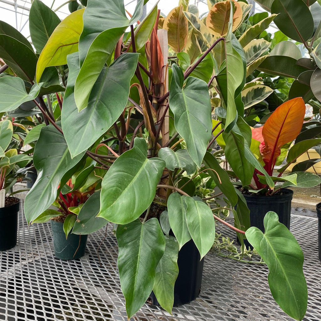Philodendron Emerald Red in Trellis Exotic Vining Plants