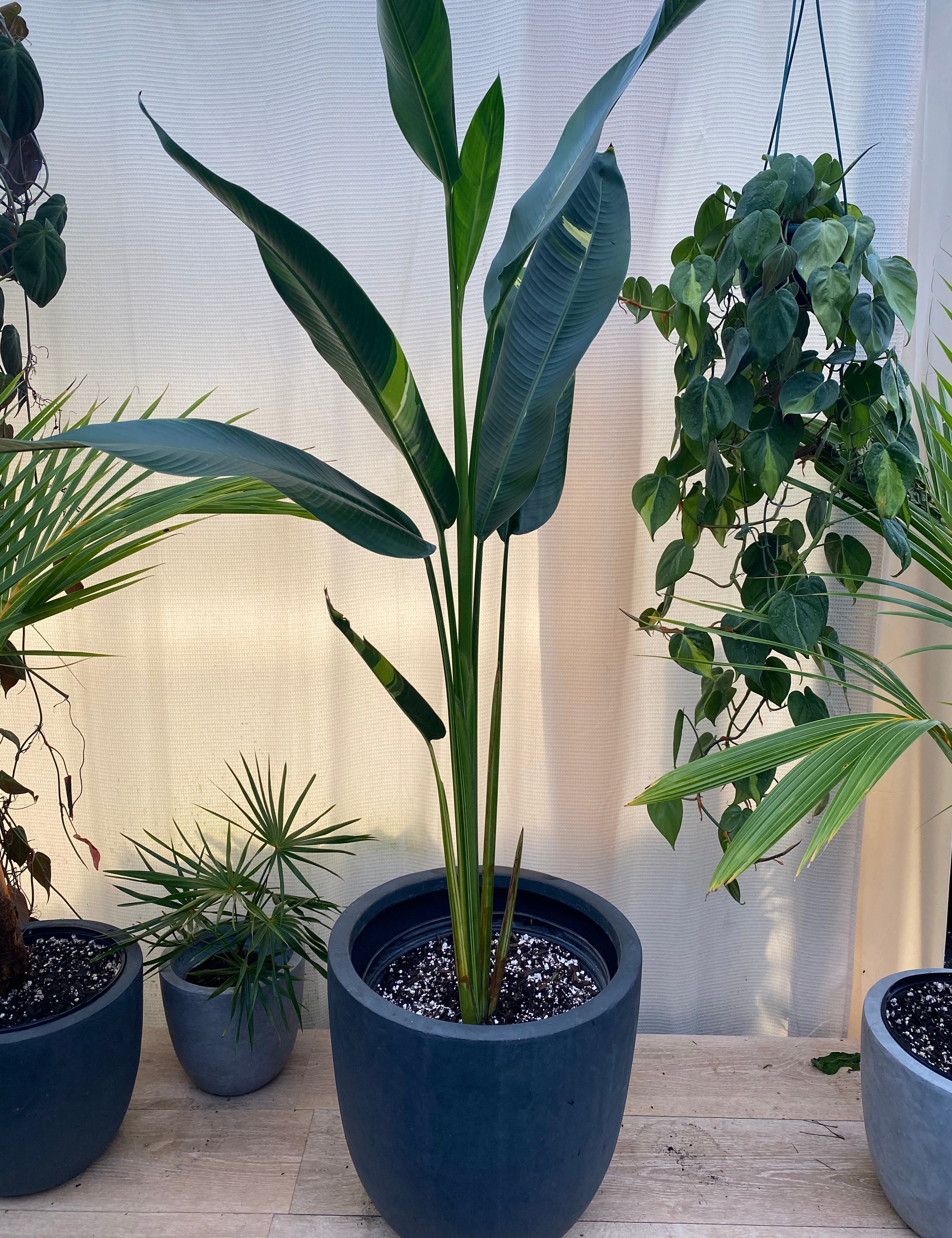 False Variegated Bird of Paradise Tree, Rare and Exotic in a pot