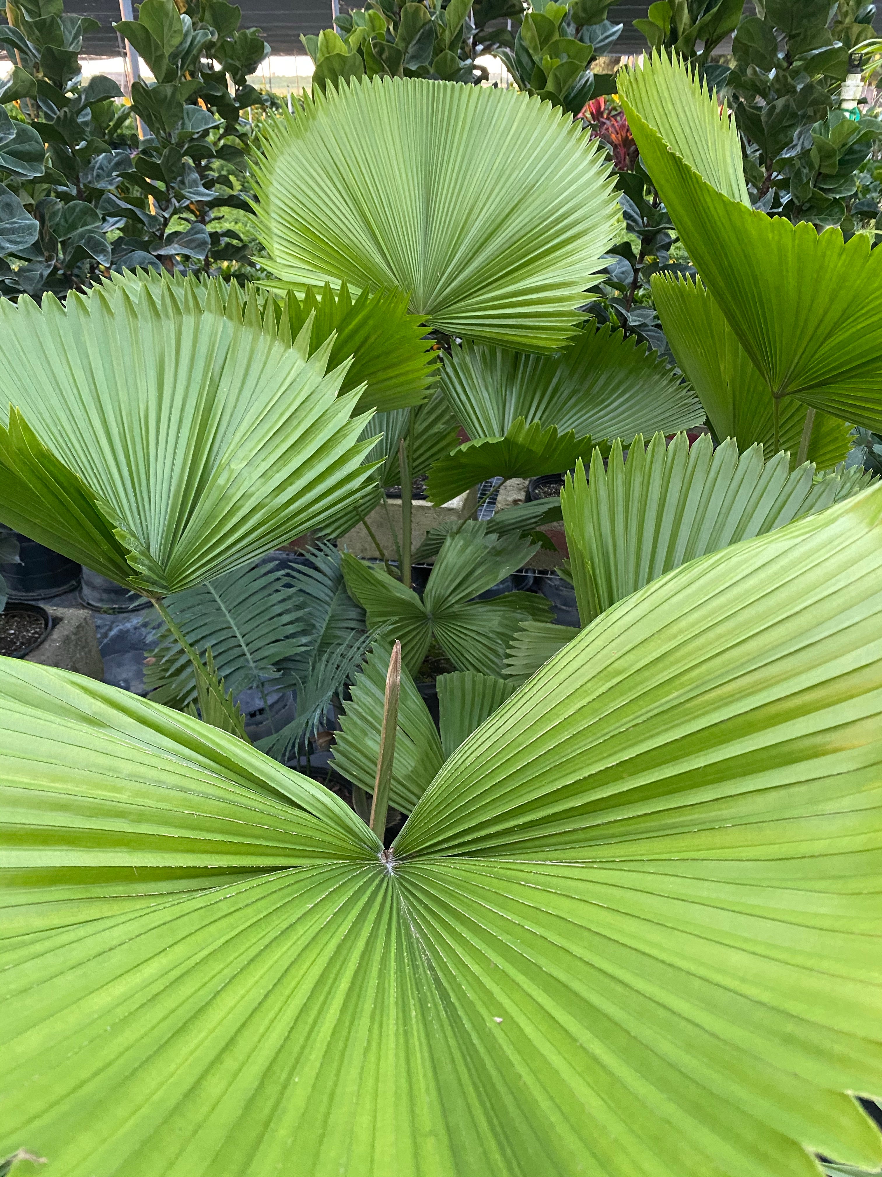 leaves of Licuala Grandis Fan Palm Tree, Rare and Exotic