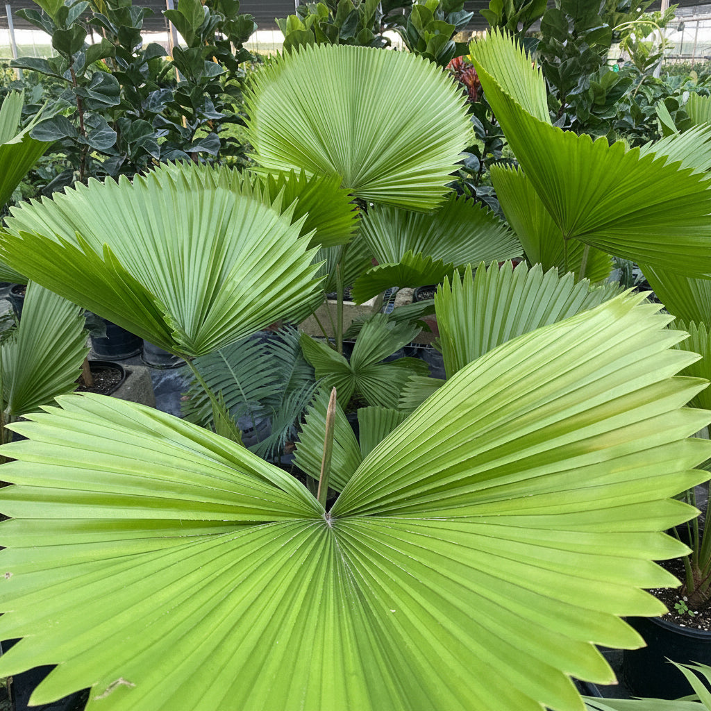 Close-up of Licuala Grandis fan palm showcasing oversized circular pleated fan-shaped leaves with nursery foliage and grower pots in the background