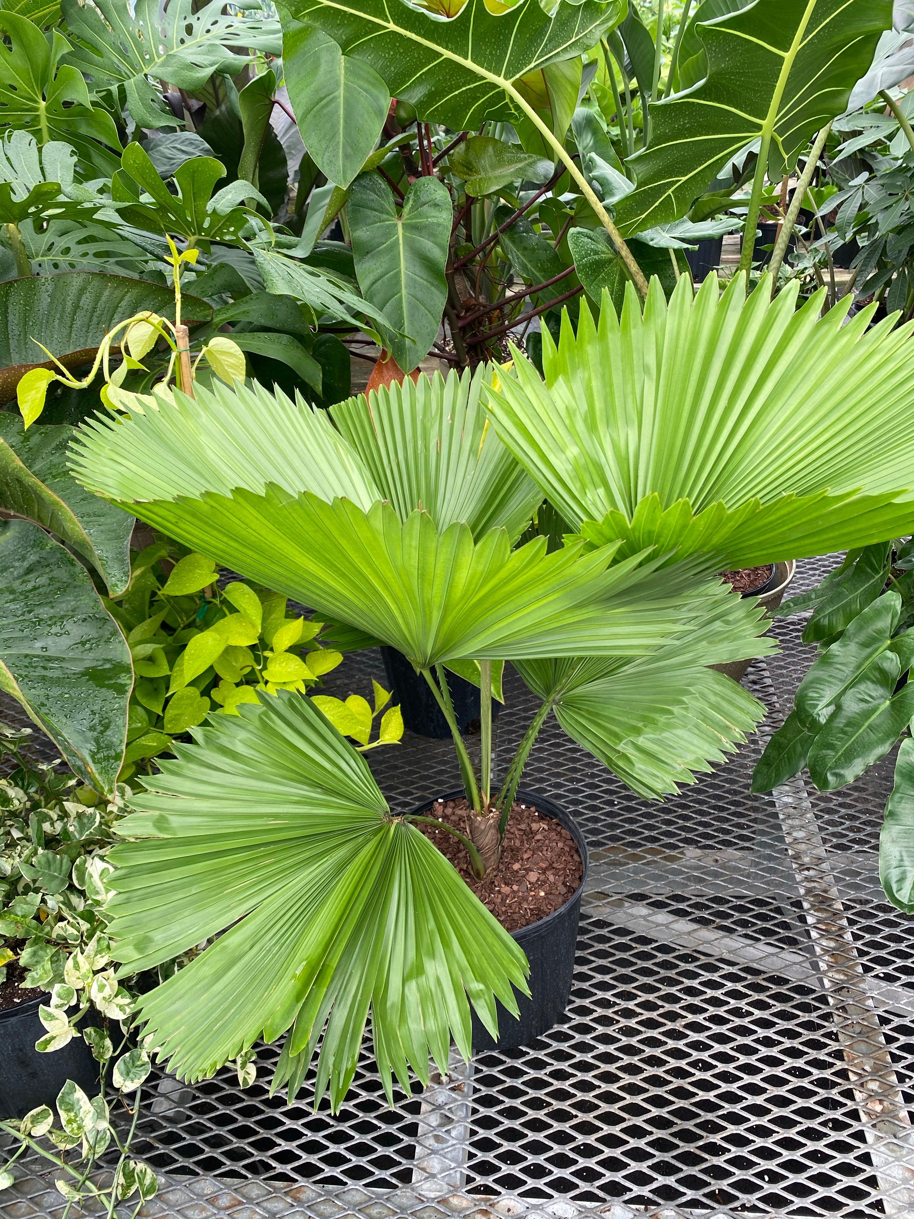 upper view of leaves of Licuala Grandis Fan Palm Tree, Rare and Exotic