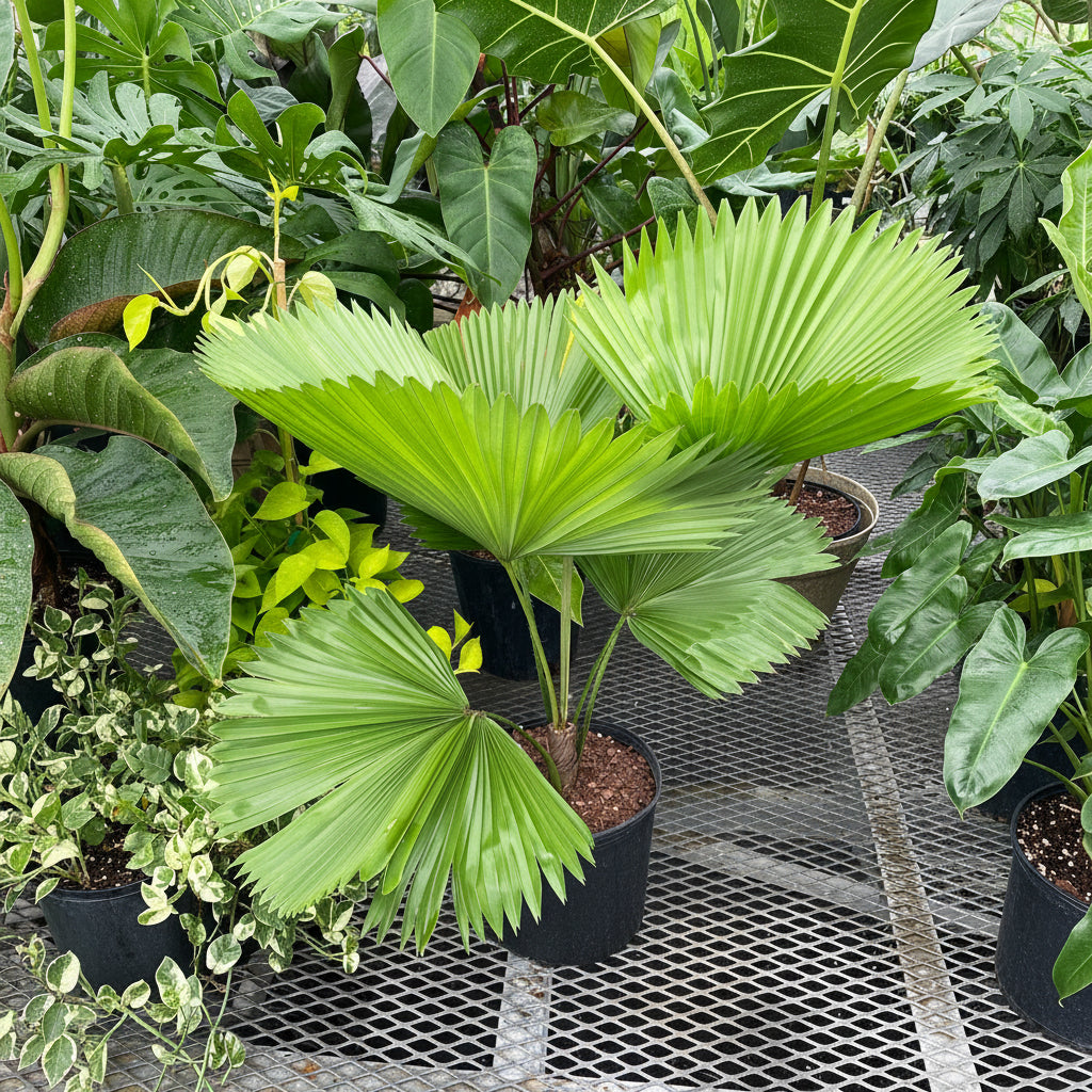 Top view of Licuala grandis fan palm in a 2 gallon black grower pot showing large pleated circular fan leaves on a metal nursery bench