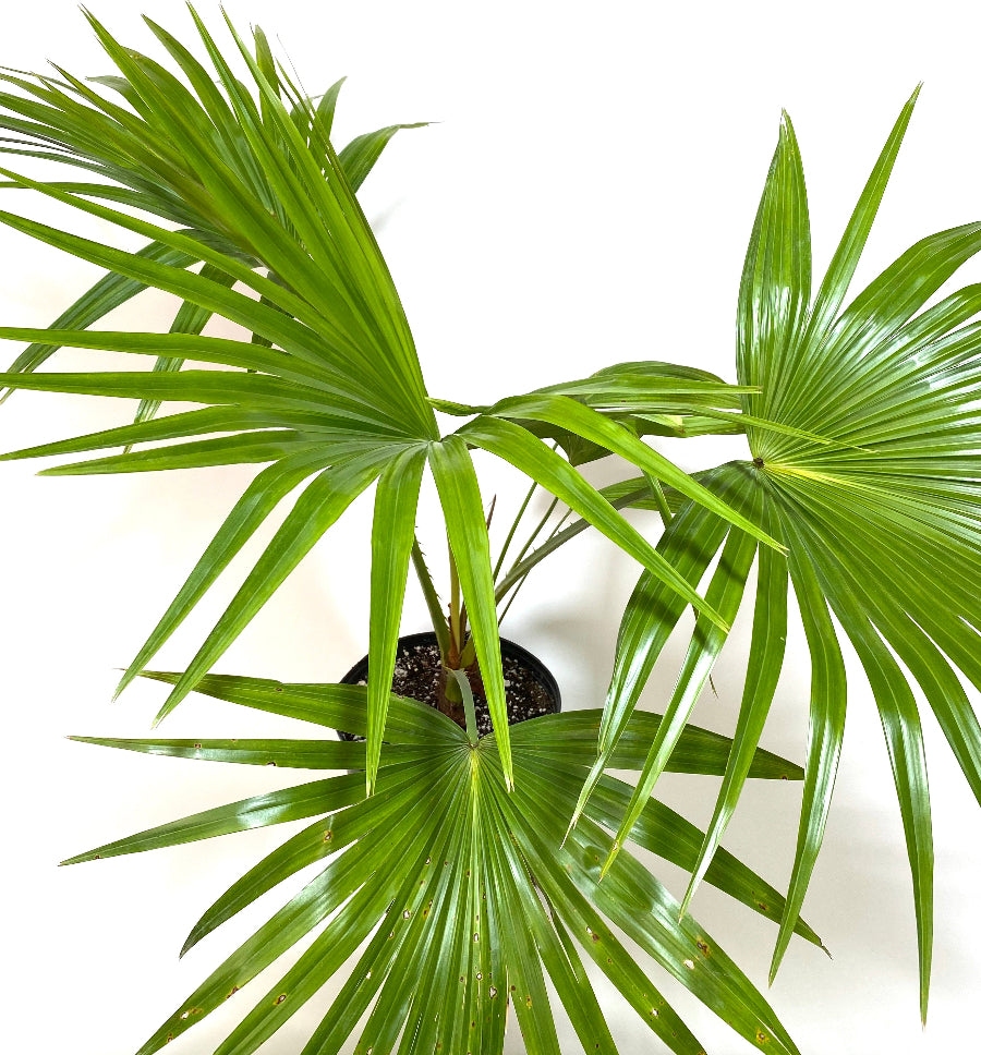 A potted Chinese Fan Palm (Livistona chinensis) featuring wide, bright green, fan-shaped leaves with slightly cascading tips