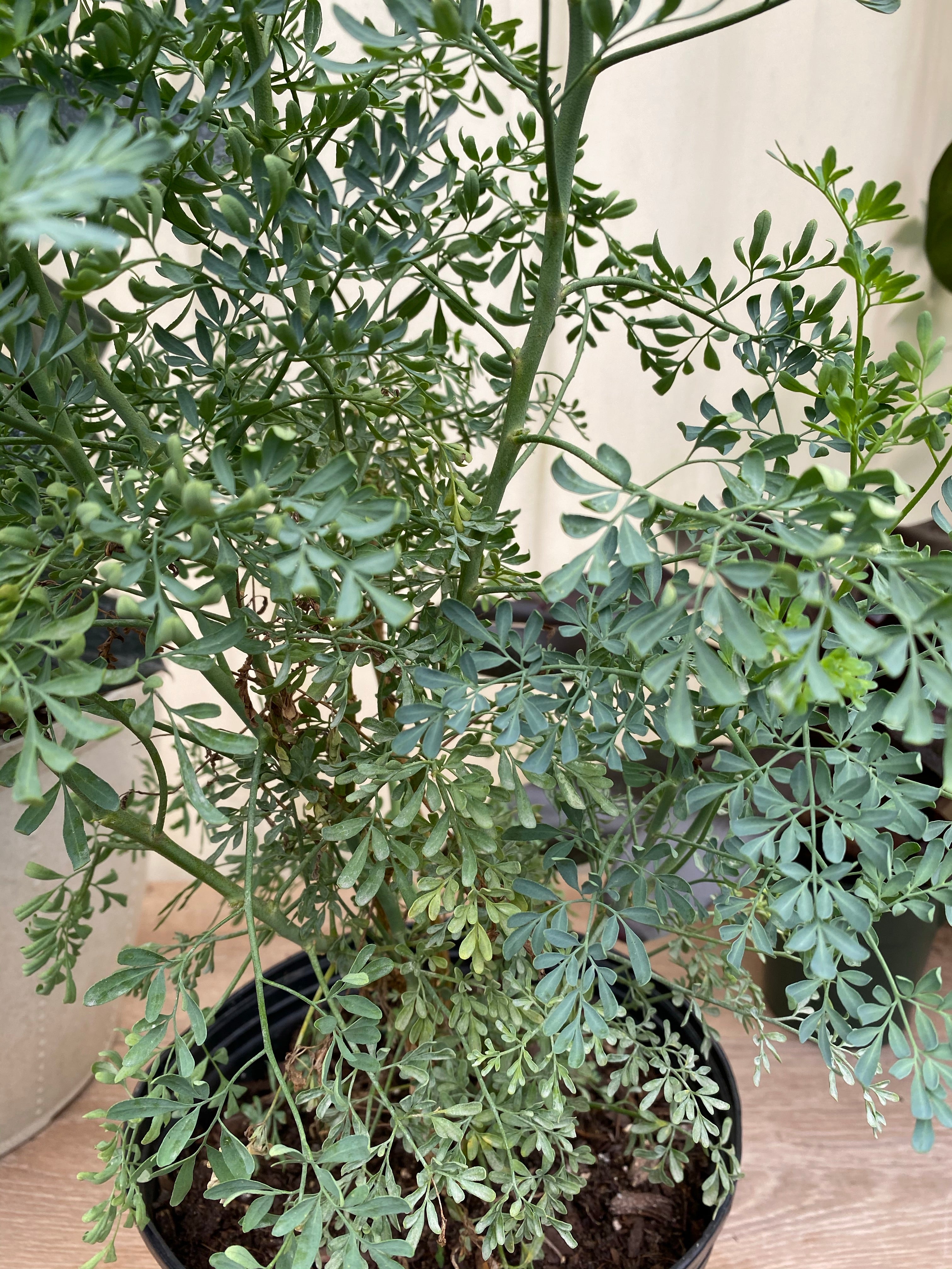 Ruda Plant, Mexican Rue Herb