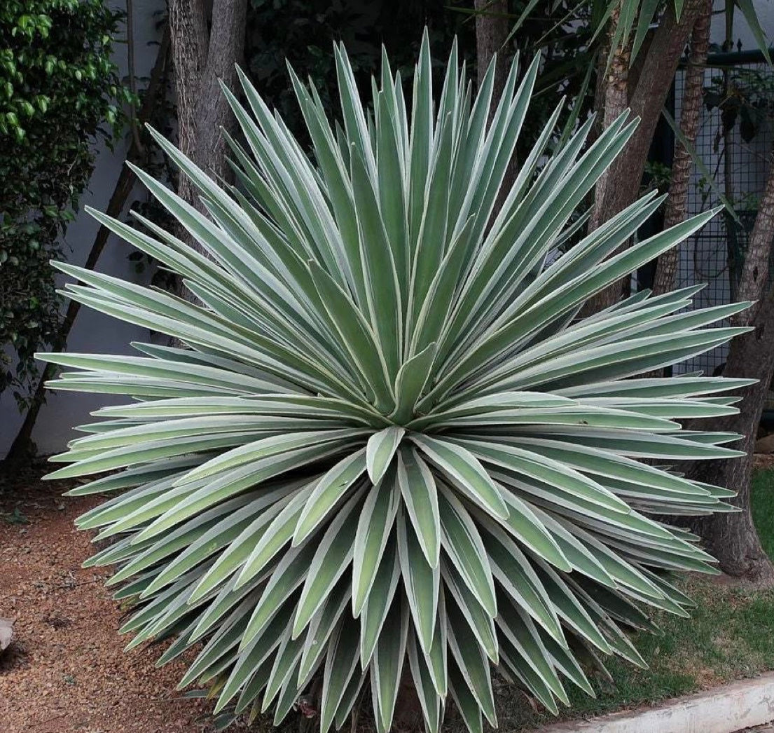 Agave Angustifolia, Caribbean Agave