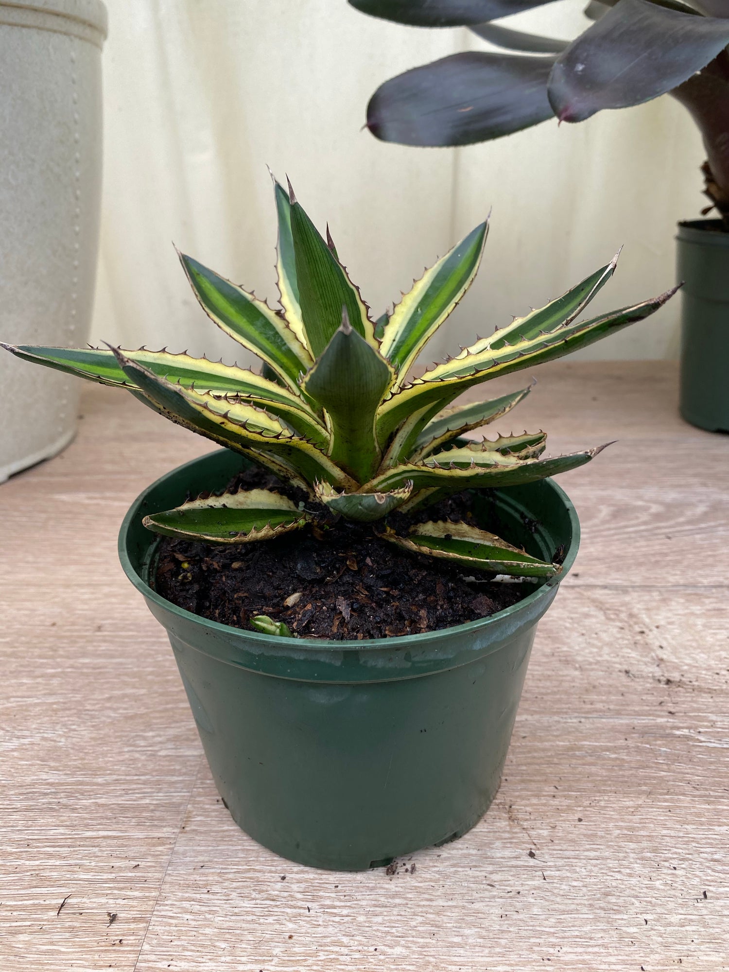 Agave lophantha &