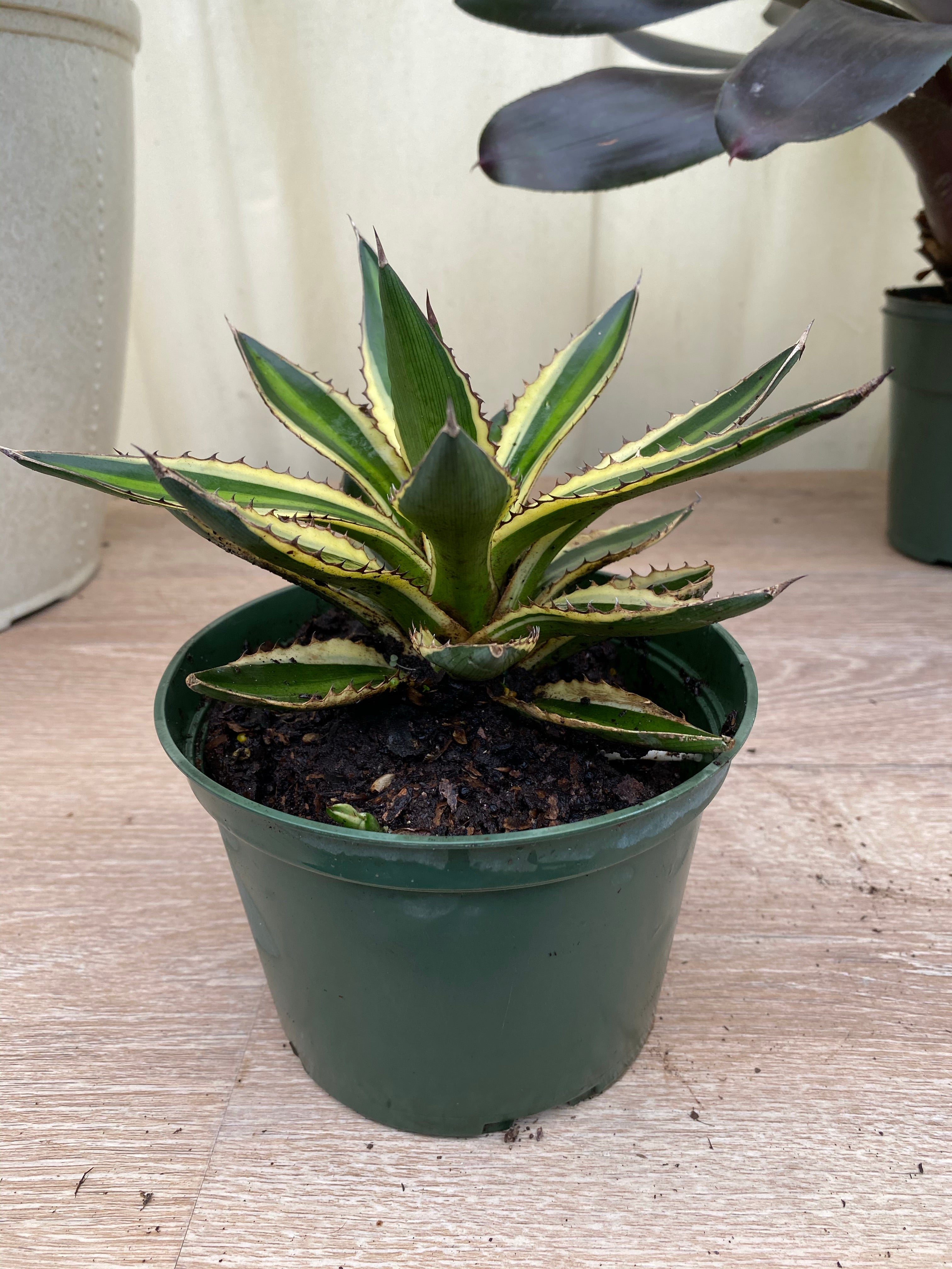 Agave lophantha &
