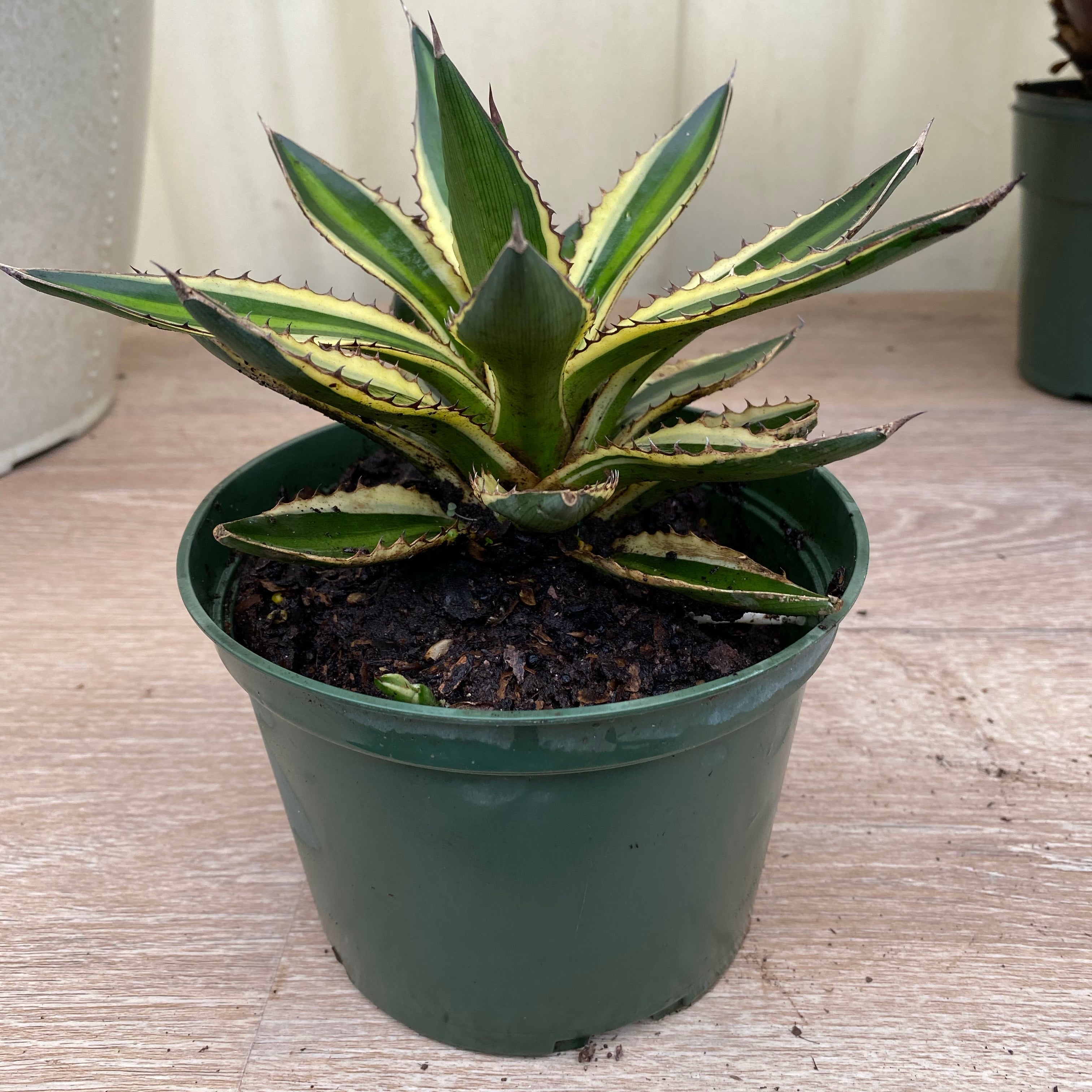 Agave lophantha &