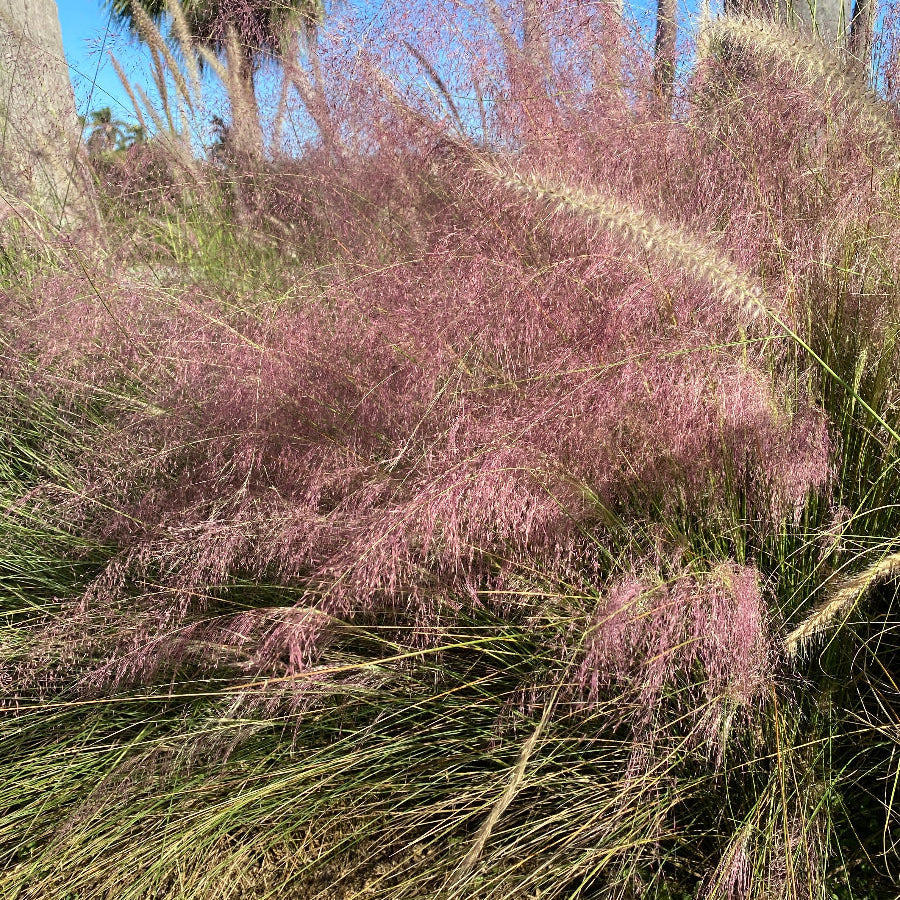 Pink muhly grass with a city skyline and water in the background